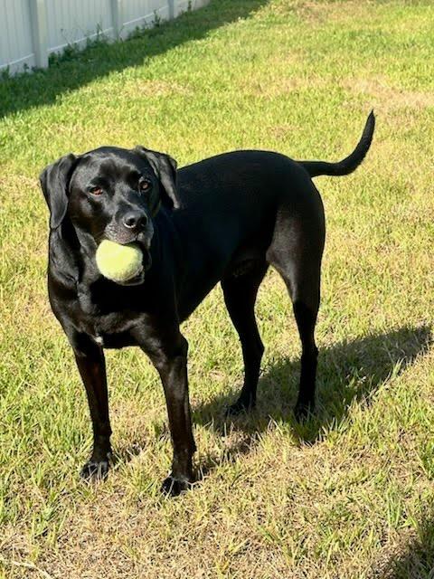 Enlarge Maverick, a Adoptable mixed breed in Orlando, FL image 2/2