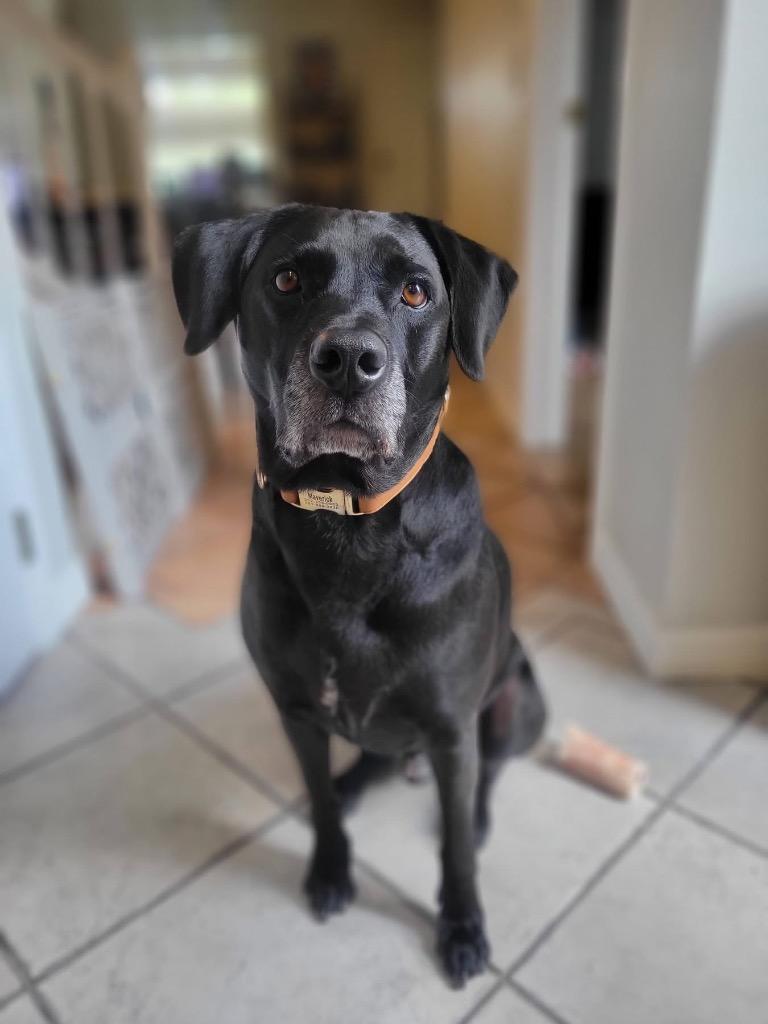 Enlarge Maverick, a Adoptable mixed breed in Orlando, FL image 3/4