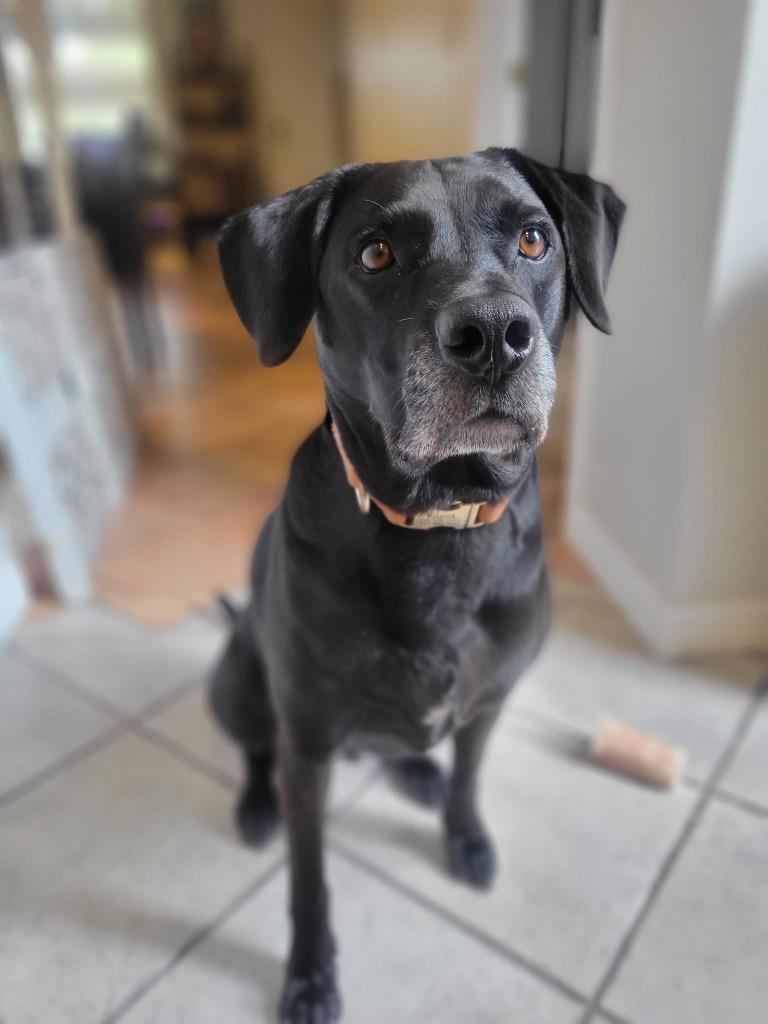 Enlarge Maverick, a Adoptable mixed breed in Orlando, FL image 4/4