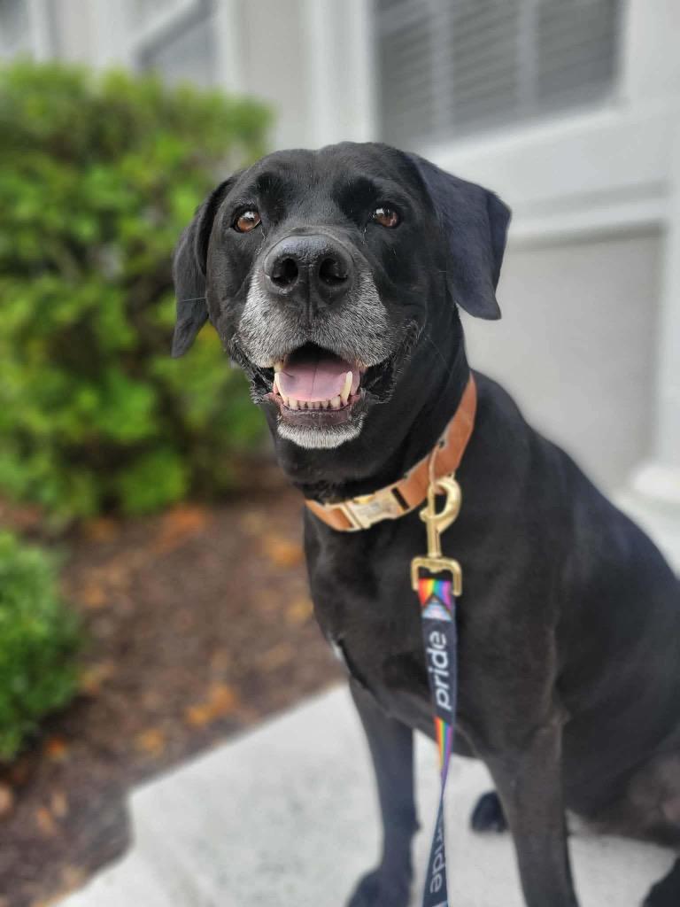 Maverick, a Adoptable mixed breed in Orlando, FL image 4/4