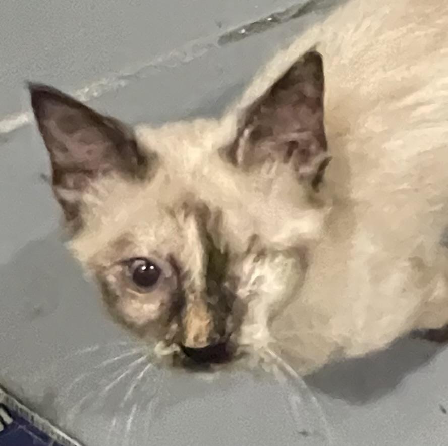 Labubu-Portofino PetSmart