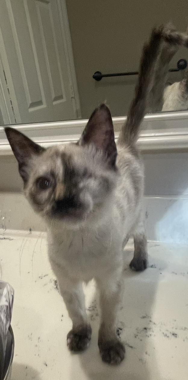 Labubu-Portofino PetSmart