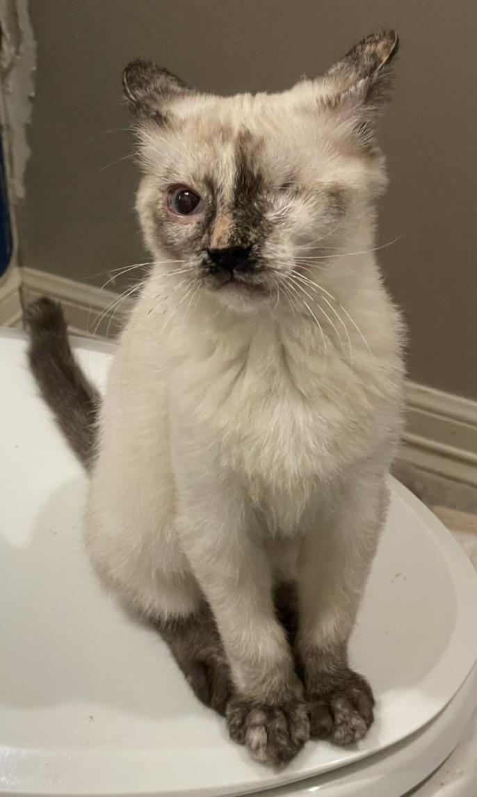 Labubu-Portofino PetSmart