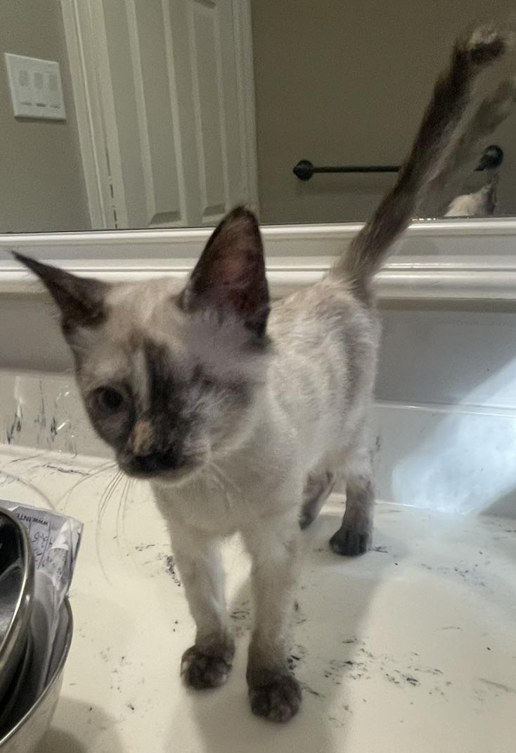 Labubu-Portofino PetSmart