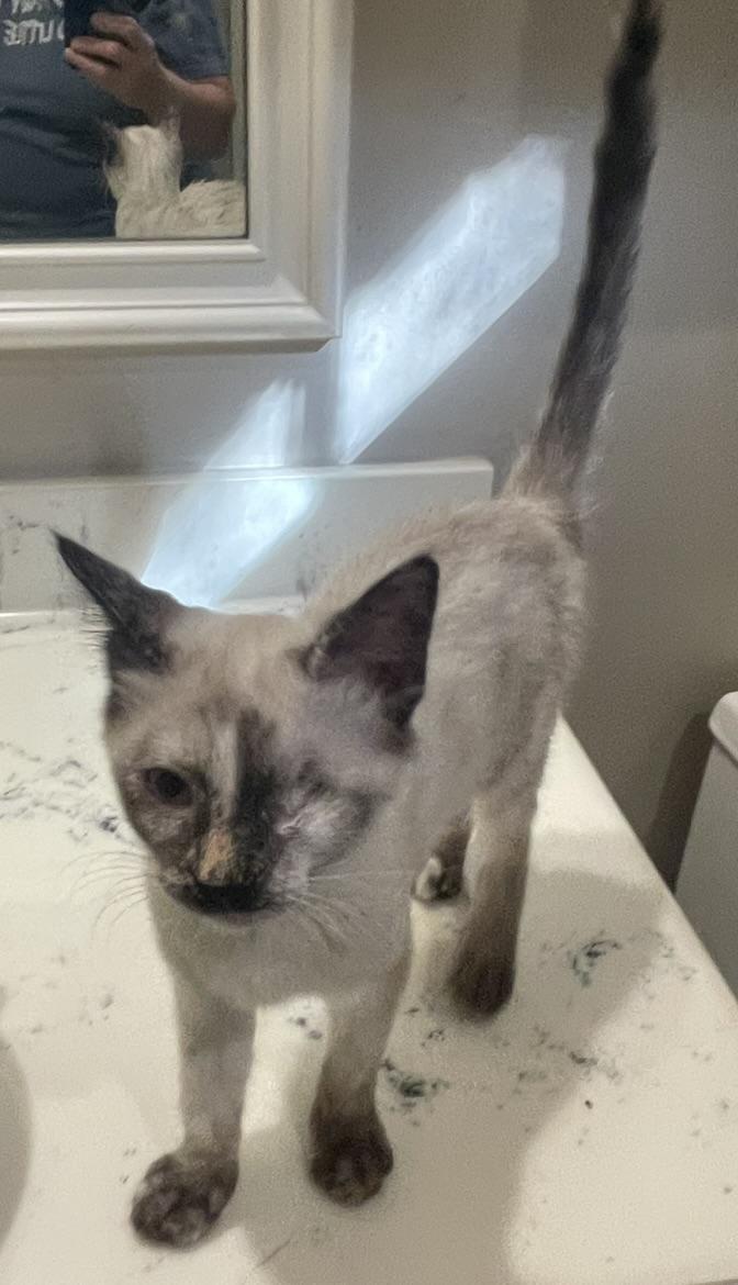 Labubu-Portofino PetSmart