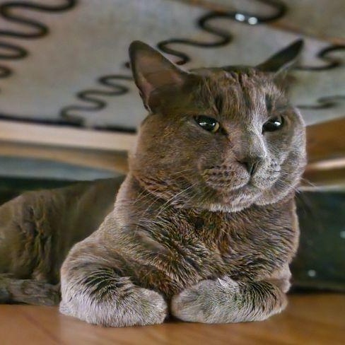 Moka, Adoptable, Adult Male Russian Blue & Domestic Short Hair.