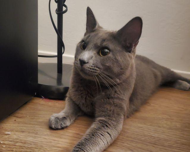 Moka, a Adoptable mixed breed in Berkeley, CA image 2/5