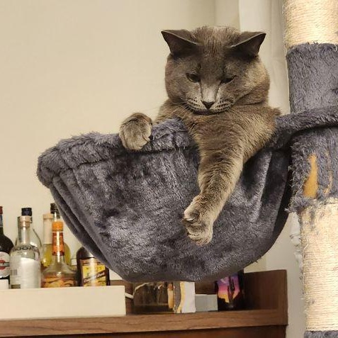 Moka, a Adoptable mixed breed in Berkeley, CA image 3/5