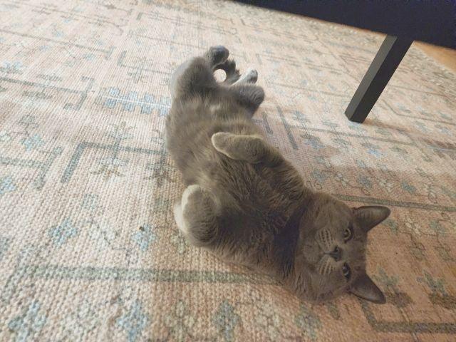 Moka, a Adoptable mixed breed in Berkeley, CA image 4/5