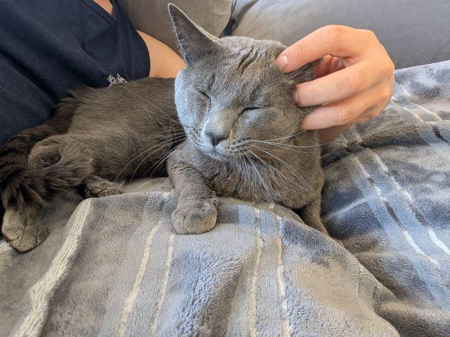 Moka, a Adoptable mixed breed in Berkeley, CA image 5/5