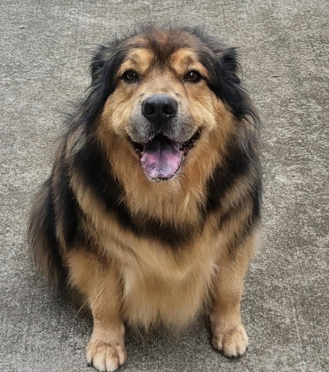 Maya, Adopted, Senior Female German Shepherd Dog & Golden Retriever.