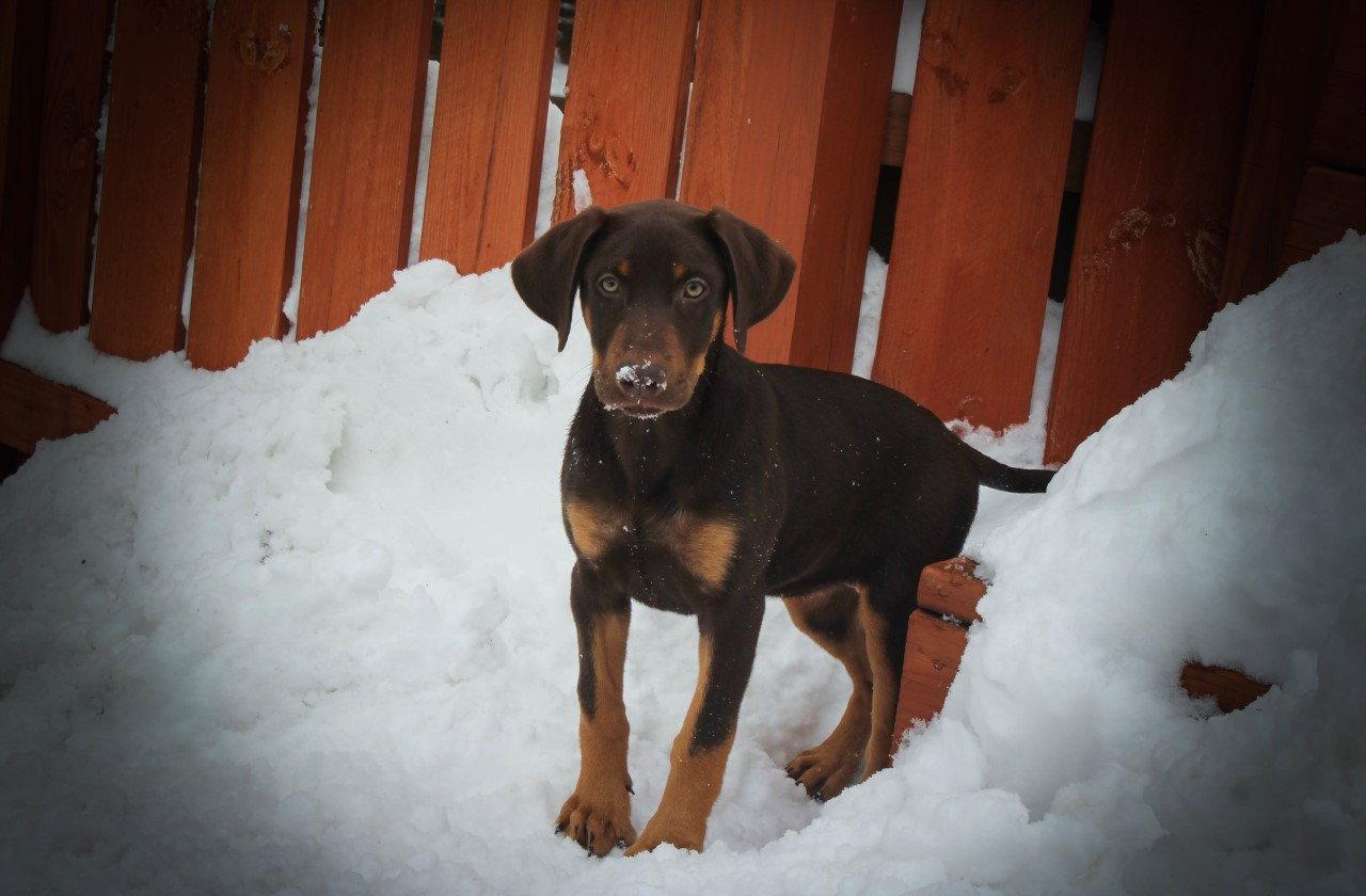 Tawny, Adopted, Puppy Female Doberman Pinscher.