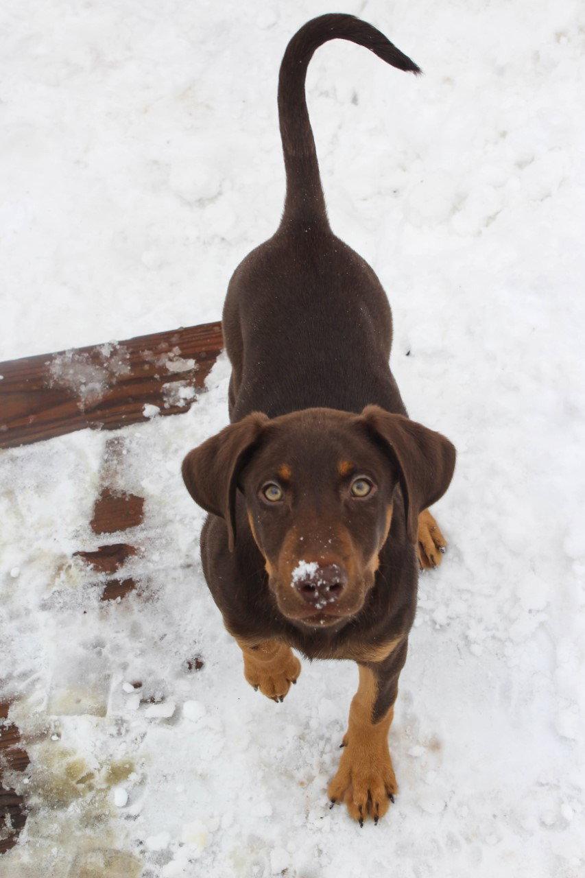 Enlarge Tawny, a Adopted Doberman Pinscher in Minneapolis, MN image 2/3
