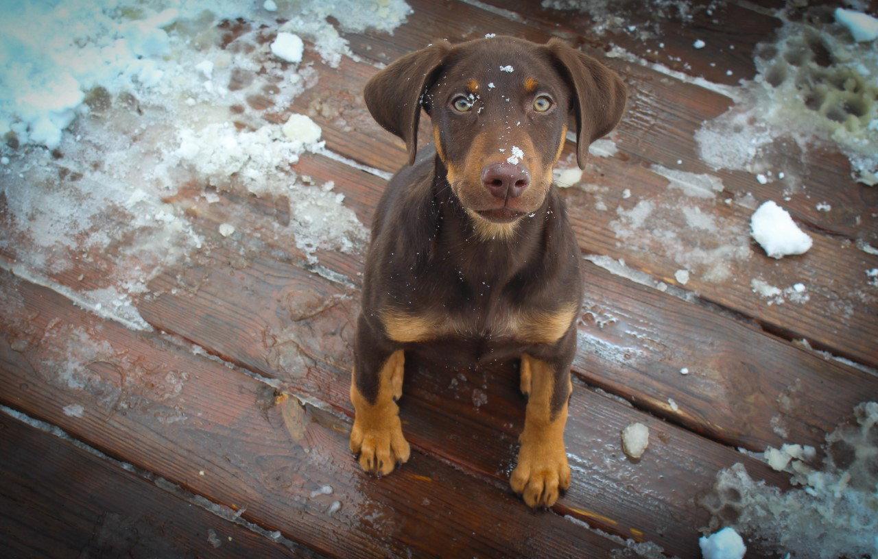 Enlarge Tawny, a Adopted Doberman Pinscher in Minneapolis, MN image 3/3