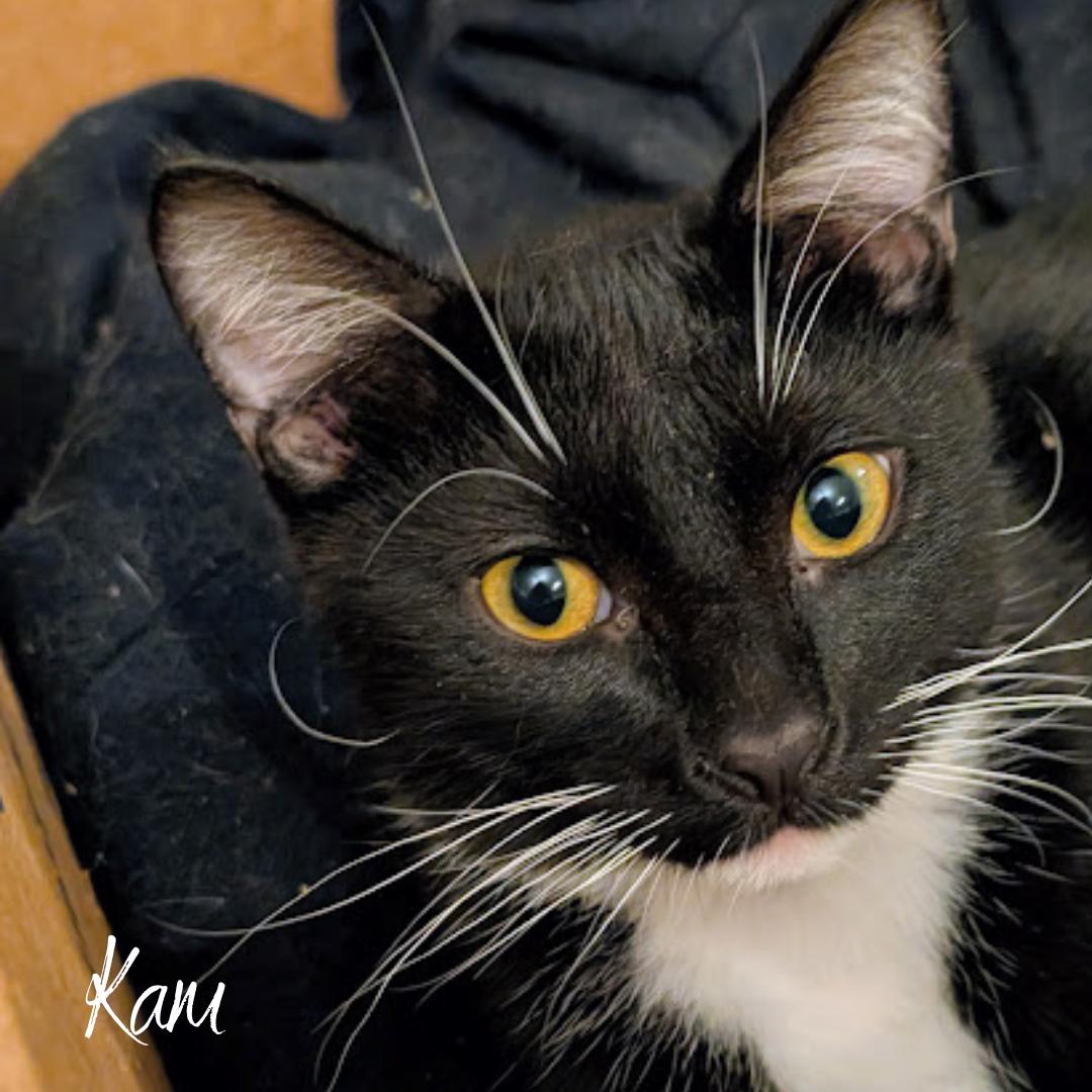 Enlarge Kam, a ADOPTABLE mixed breed in Janesville, WI image 1/1