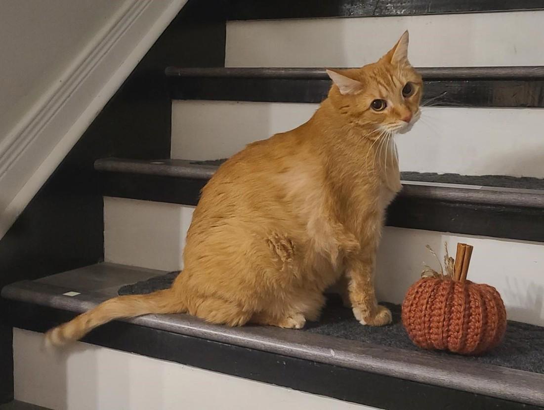 Enlarge Pumpkin, a Adoptable mixed breed in Keswick, ON image 1/3