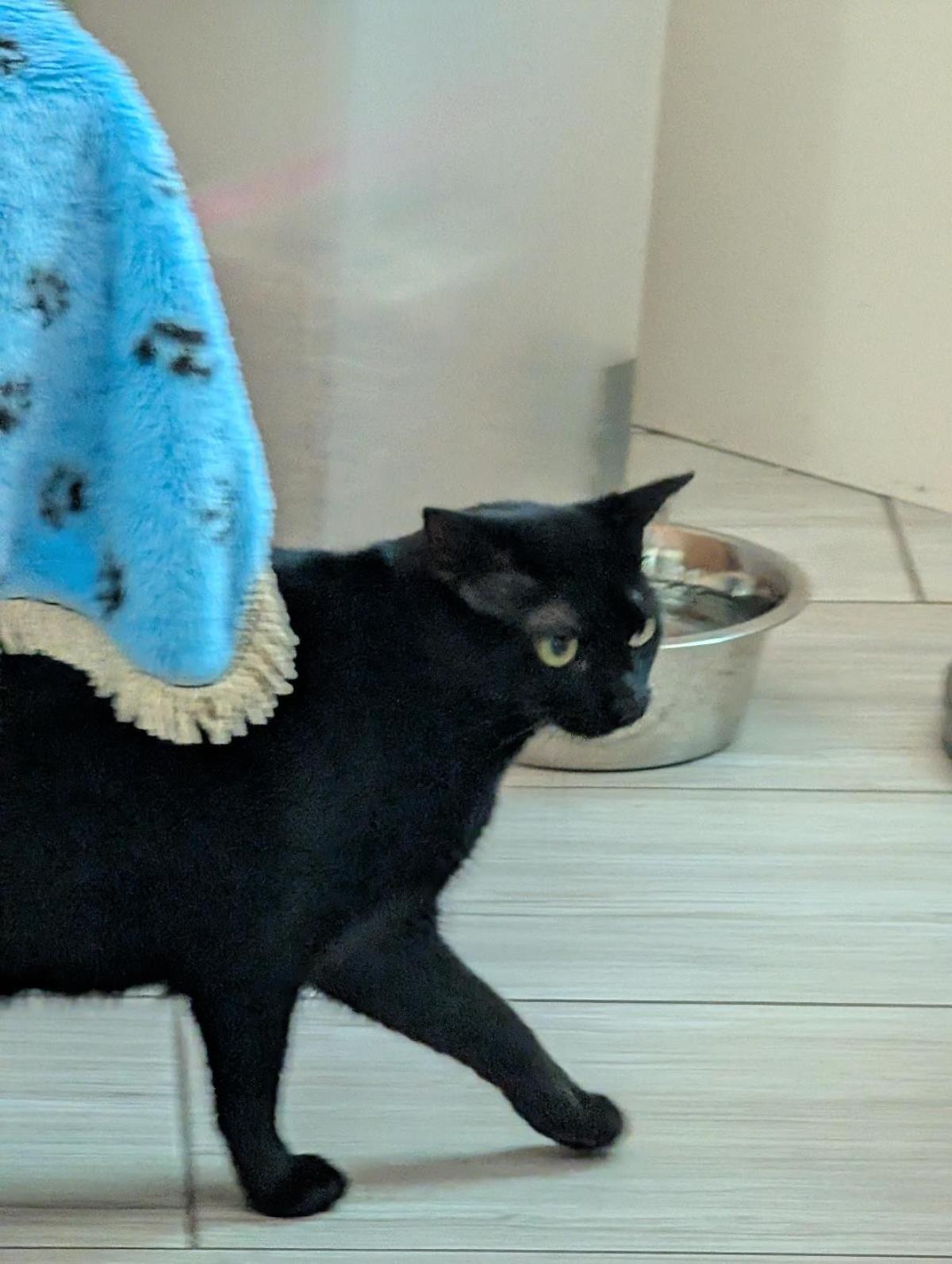 Gizmo Acapella Solo, Adoptable, Adult Female Domestic Short Hair.