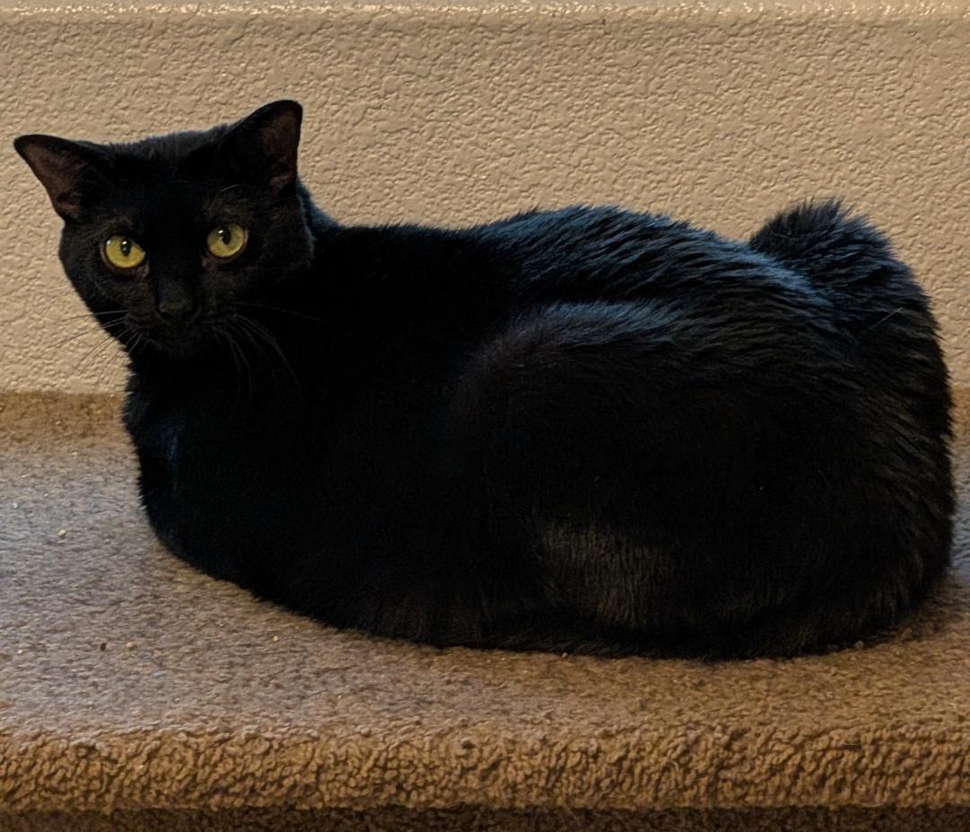 Enlarge Gizmo Acapella Solo, a Adoptable Domestic Short Hair in Chandler, AZ image 2/3