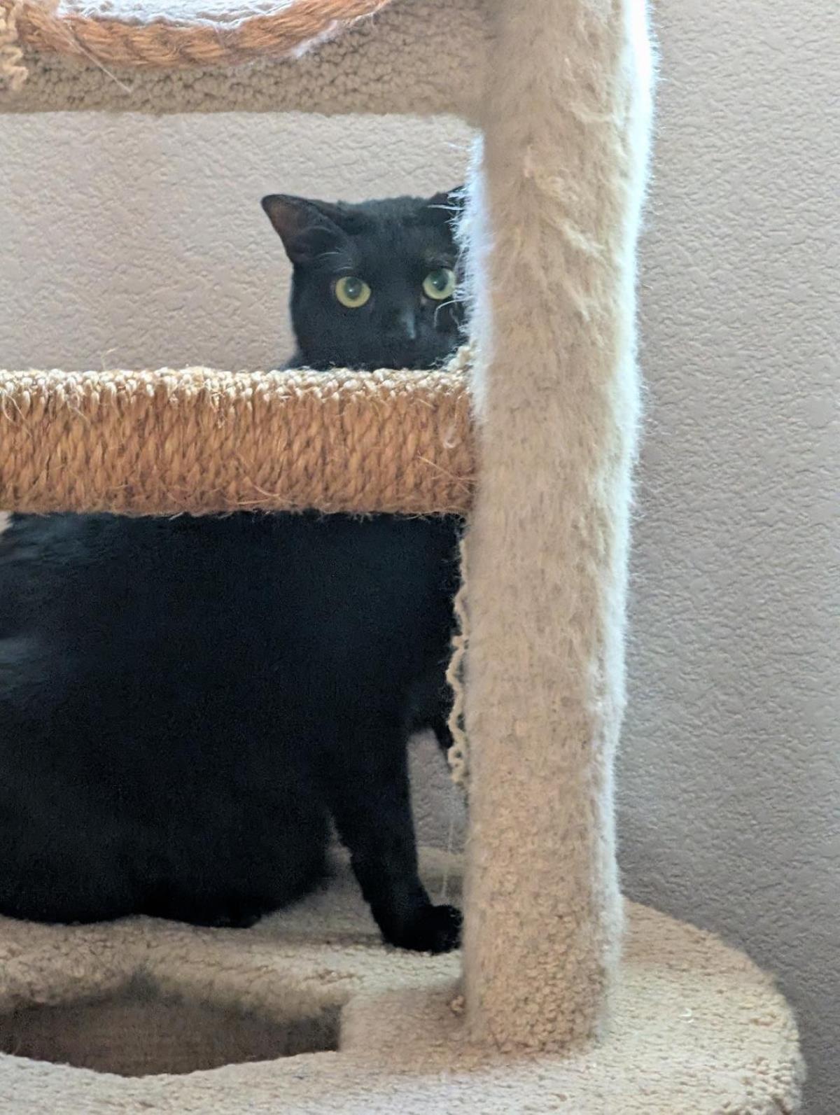 Enlarge Gizmo Acapella Solo, a Adoptable Domestic Short Hair in Chandler, AZ image 3/3