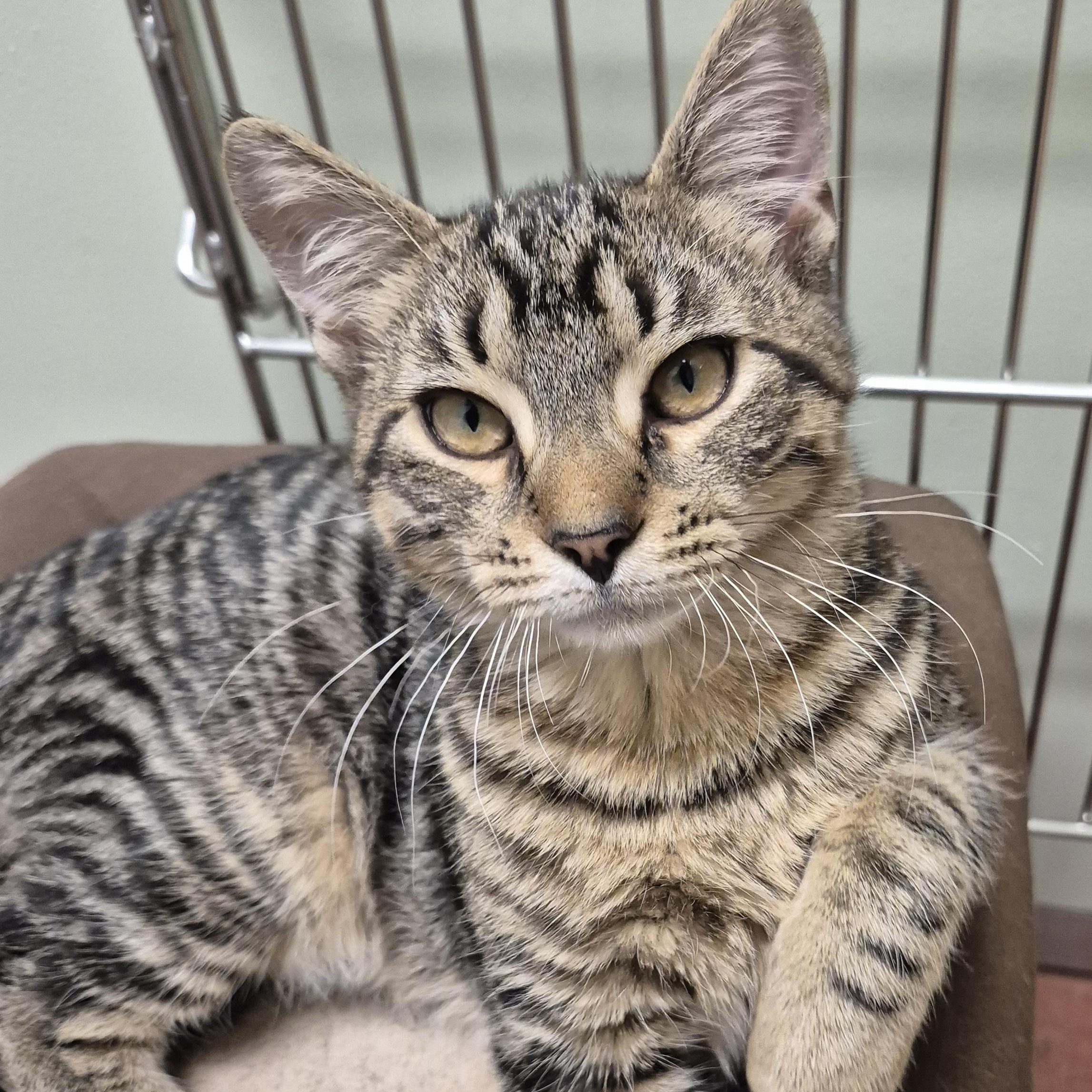 Enlarge Gin, a ADOPTABLE Domestic Short Hair in Tioga, PA image 2/6