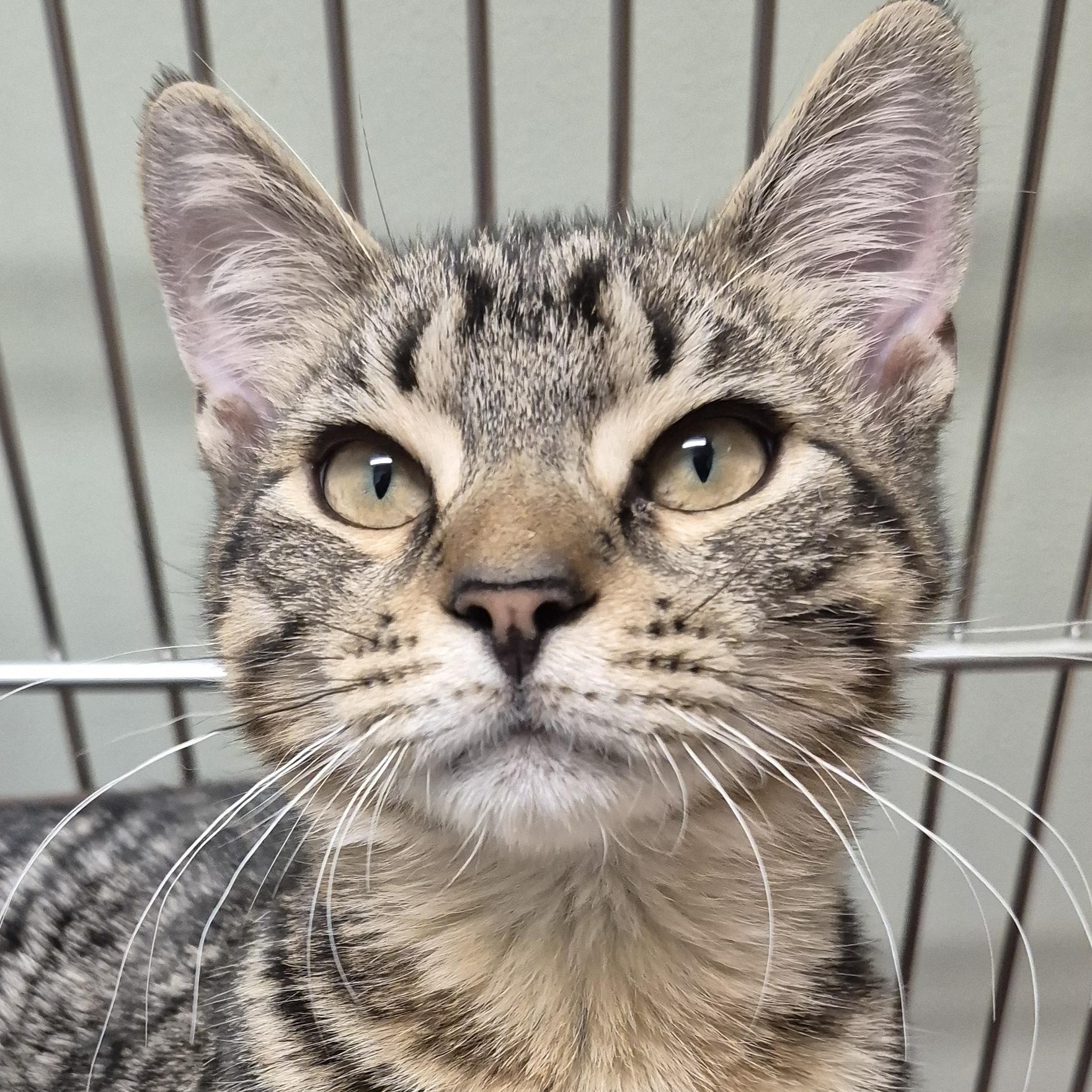 Enlarge Gin, a ADOPTABLE Domestic Short Hair in Tioga, PA image 1/6