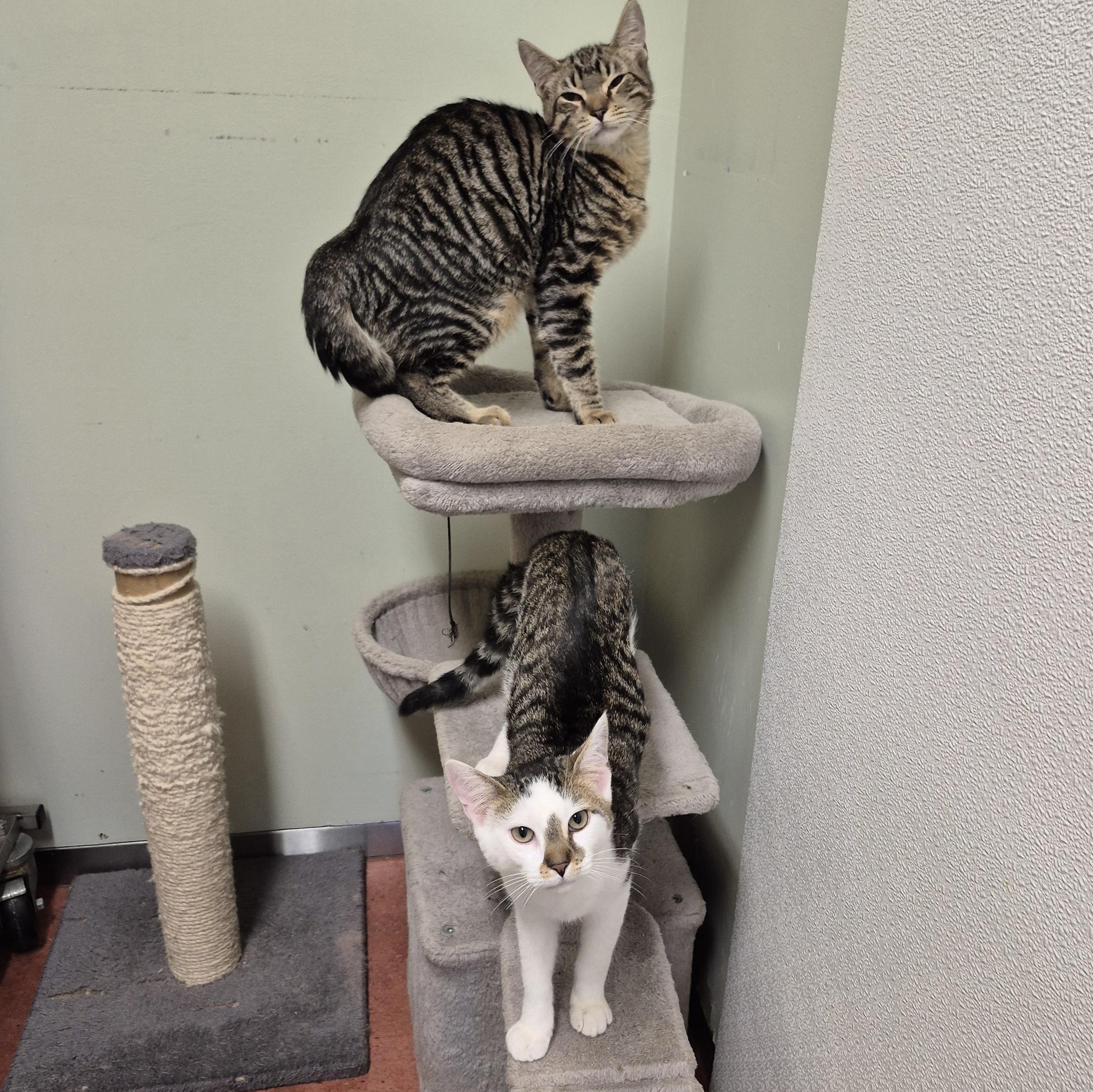 Enlarge Gin, a ADOPTABLE Domestic Short Hair in Tioga, PA image 6/6