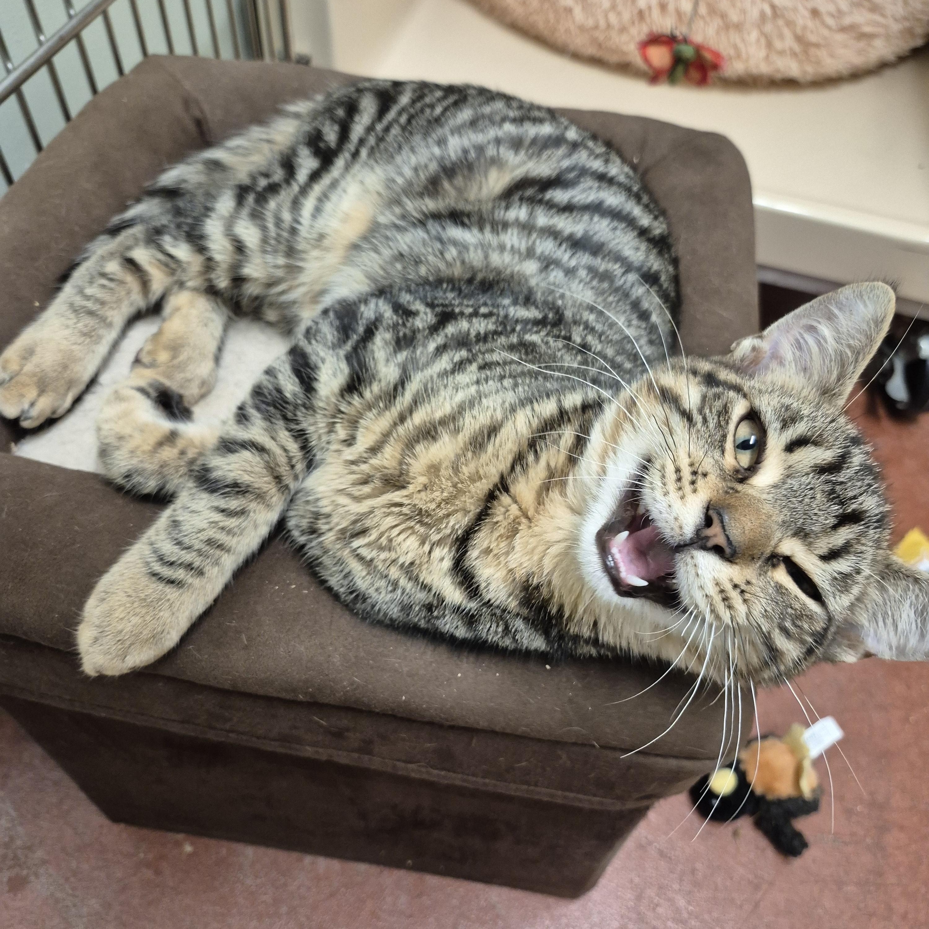 Enlarge Gin, a ADOPTABLE Domestic Short Hair in Tioga, PA image 3/6