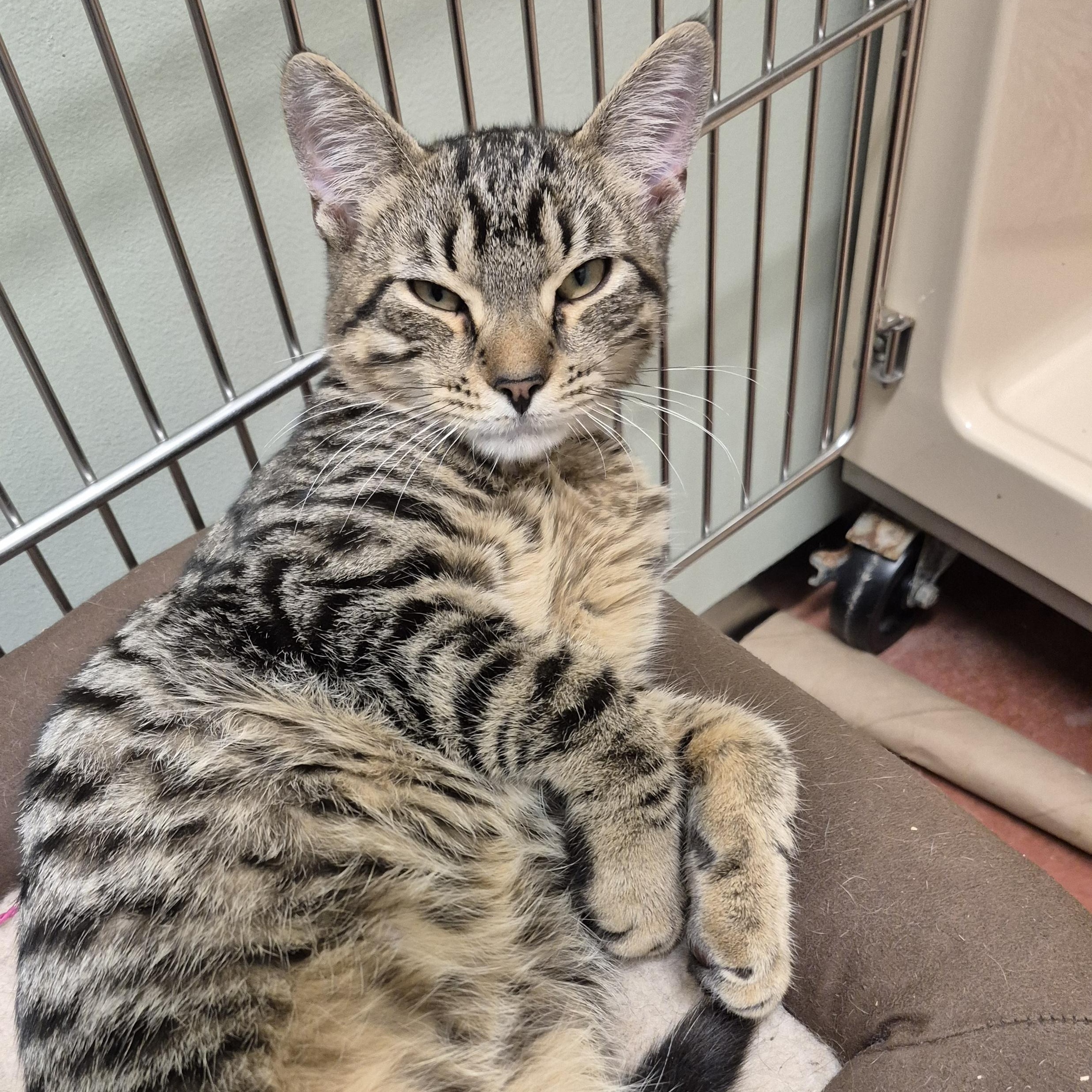 Enlarge Gin, a ADOPTABLE Domestic Short Hair in Tioga, PA image 4/6