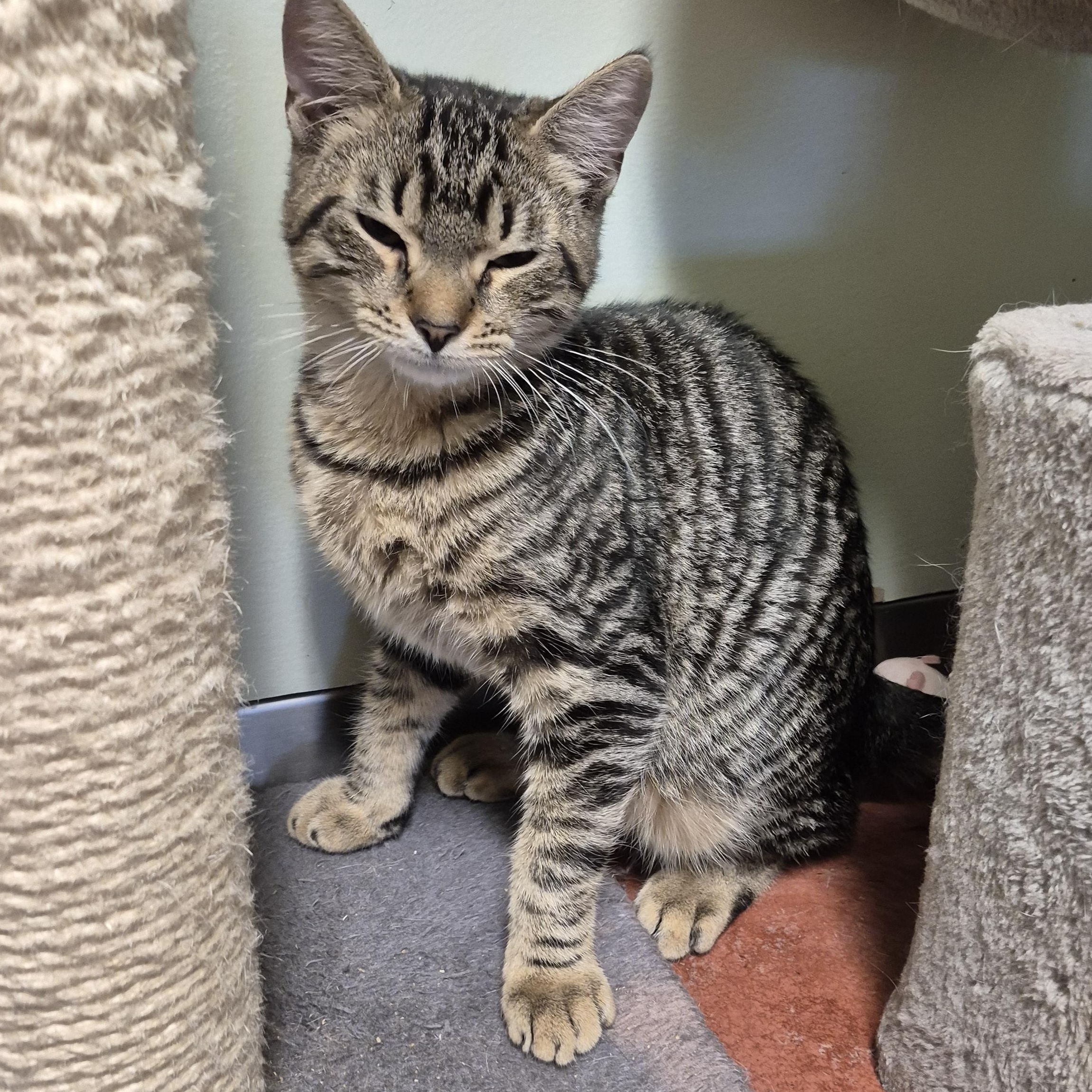 Enlarge Gin, a ADOPTABLE Domestic Short Hair in Tioga, PA image 5/6