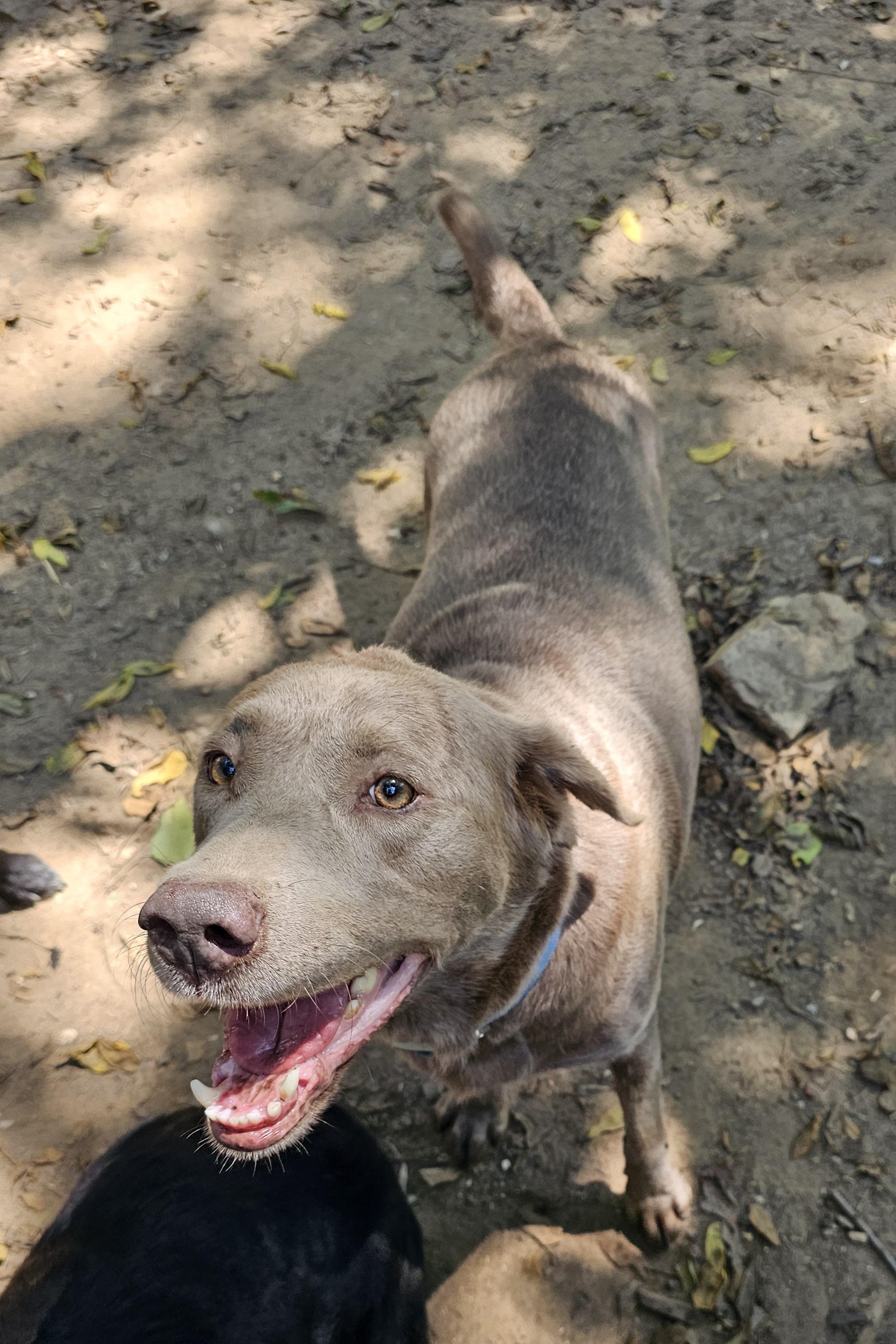 Pepper, Adoptable, Adult Female Labrador Retriever.