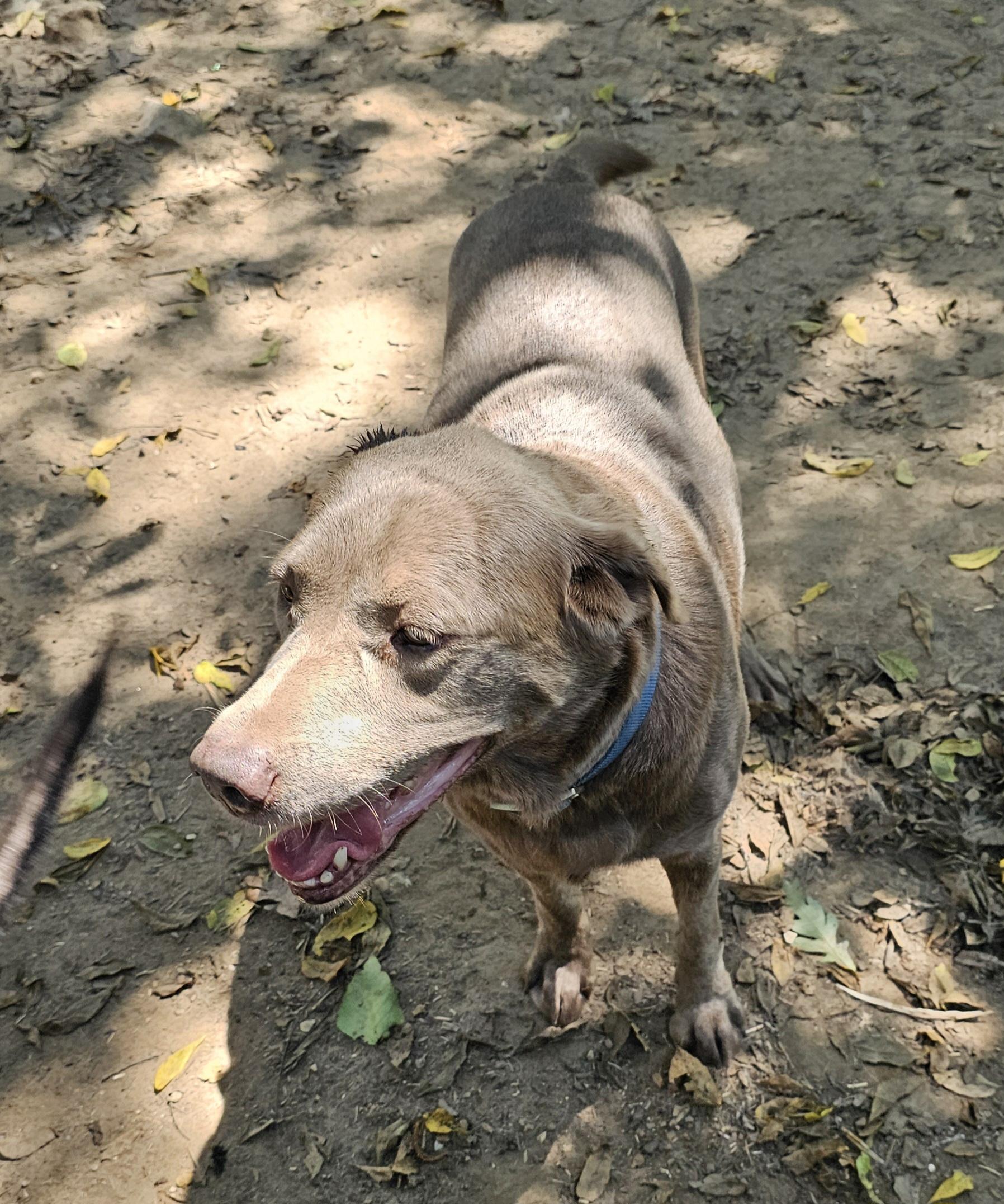 Pepper, a Adoptable Labrador Retriever image 2/3