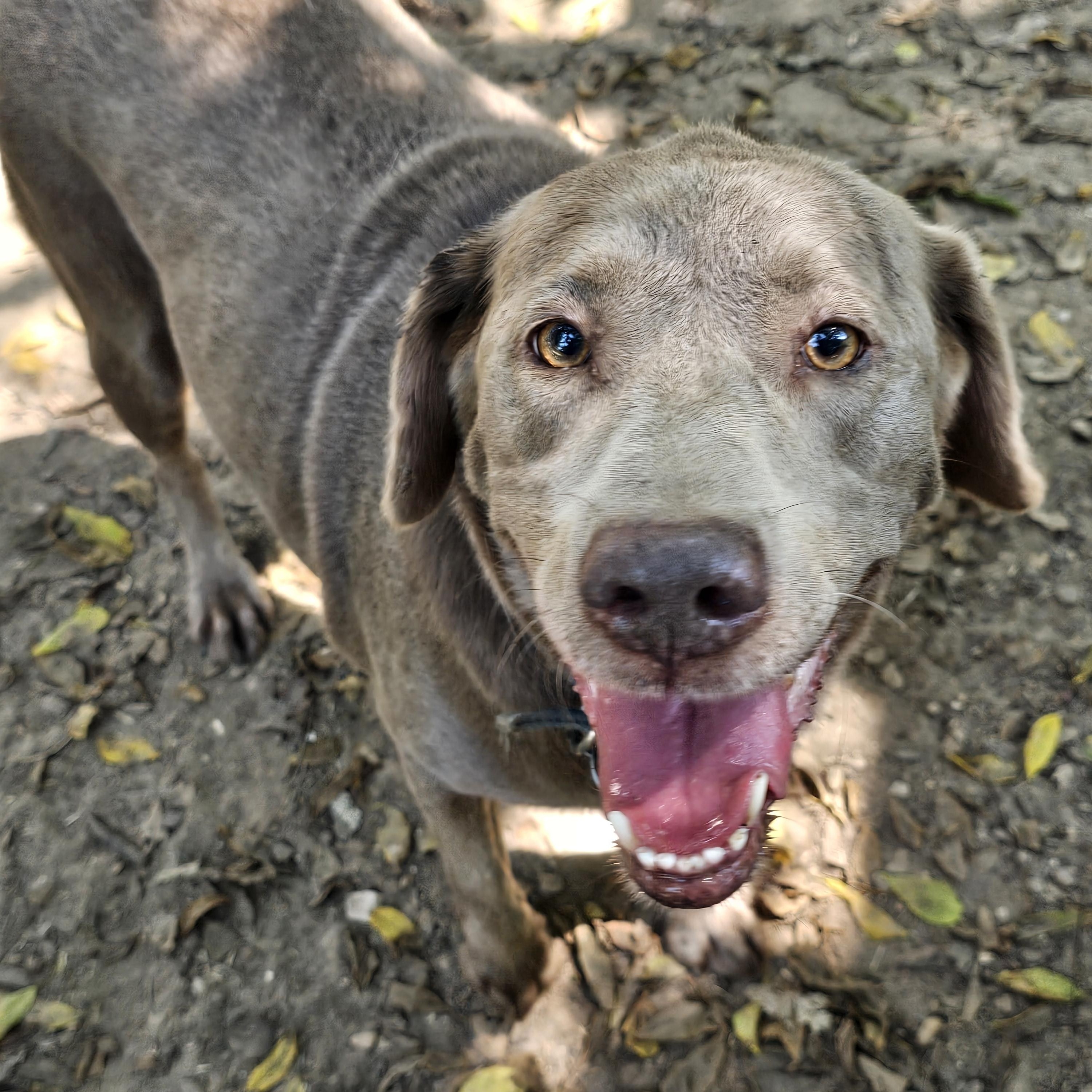 Pepper, a Adoptable Labrador Retriever image 3/3