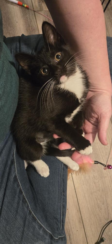 Enlarge Lily, a Adoptable Domestic Short Hair in Greenbelt, MD image 1/6