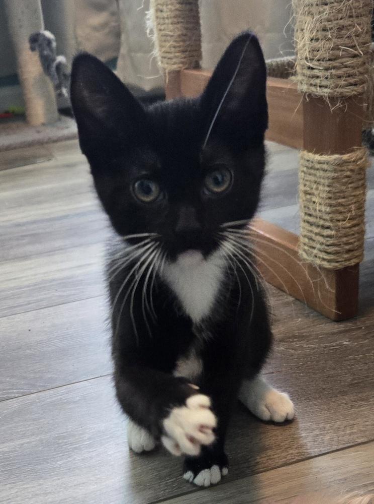 Enlarge Lily, a Adoptable Domestic Short Hair in Greenbelt, MD image 5/6