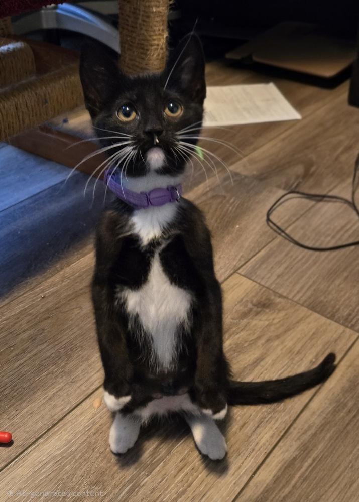 Enlarge Lily, a Adoptable Domestic Short Hair in Greenbelt, MD image 6/6