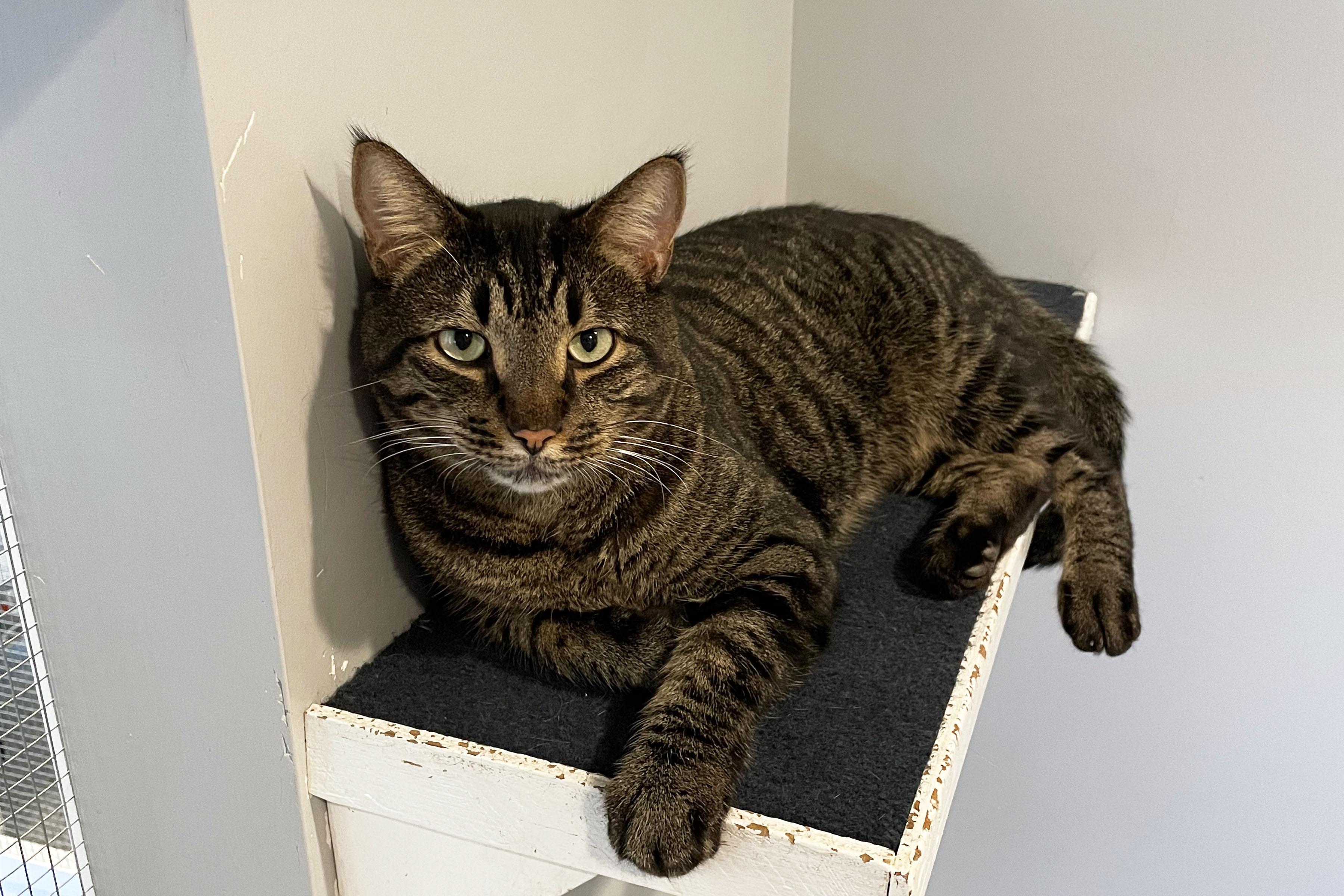 White Chocolate, ADOPTABLE, Adult Male Domestic Short Hair.