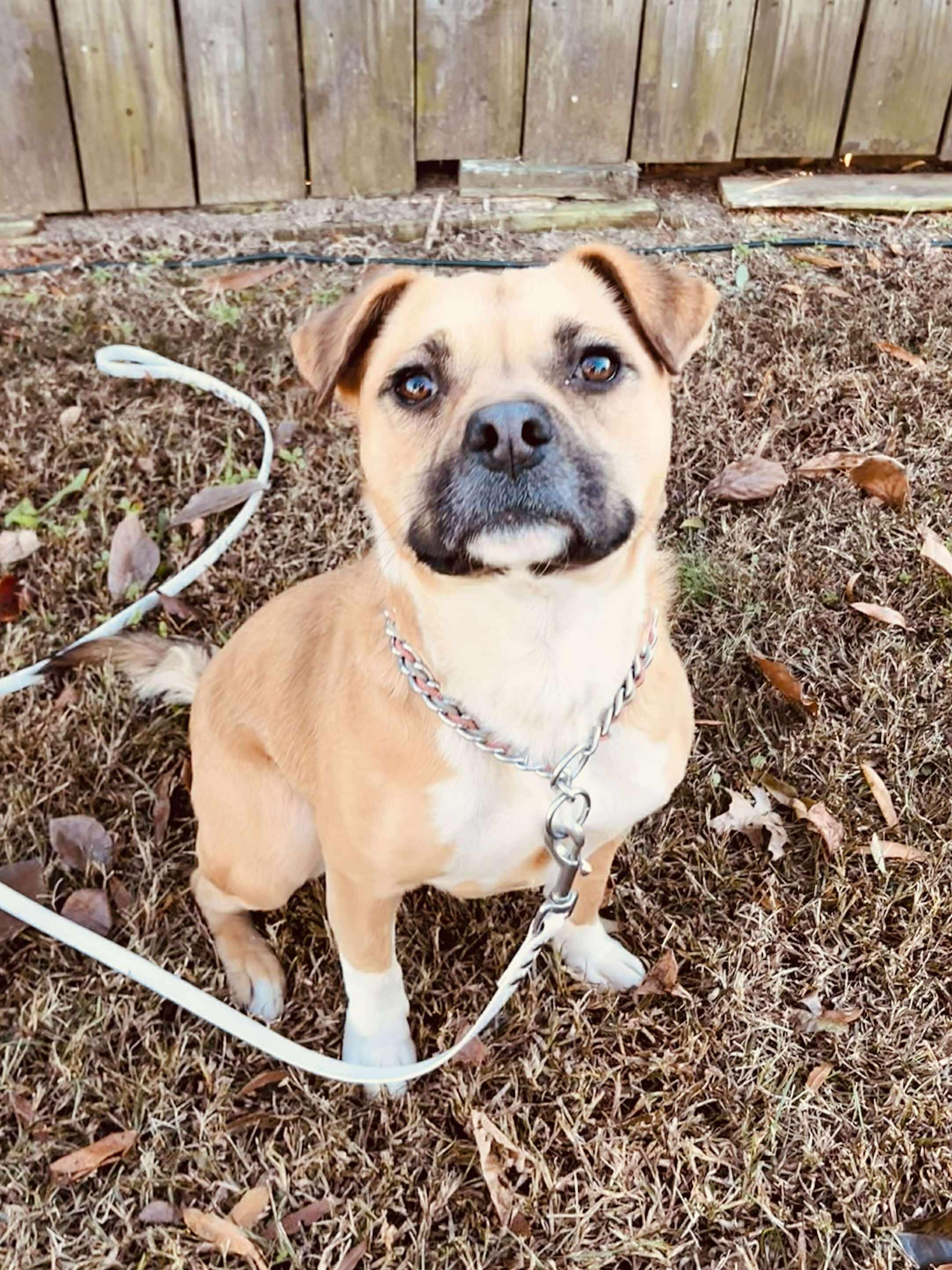 Enlarge Honey, a Adoptable mixed breed in Mount Holly, NJ image 5/6