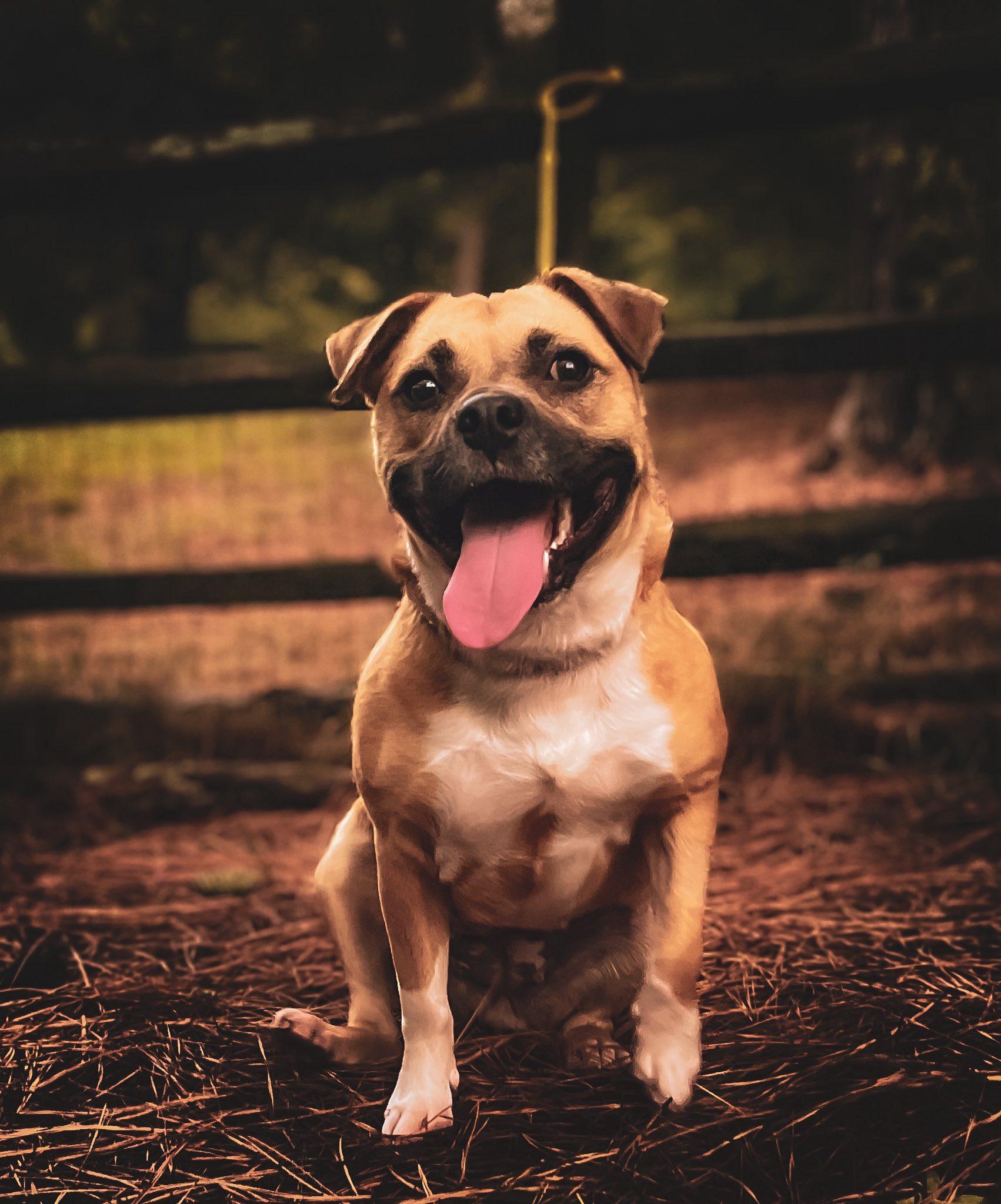 Honey, a Adoptable mixed breed in Mount Holly, NJ image 1/6