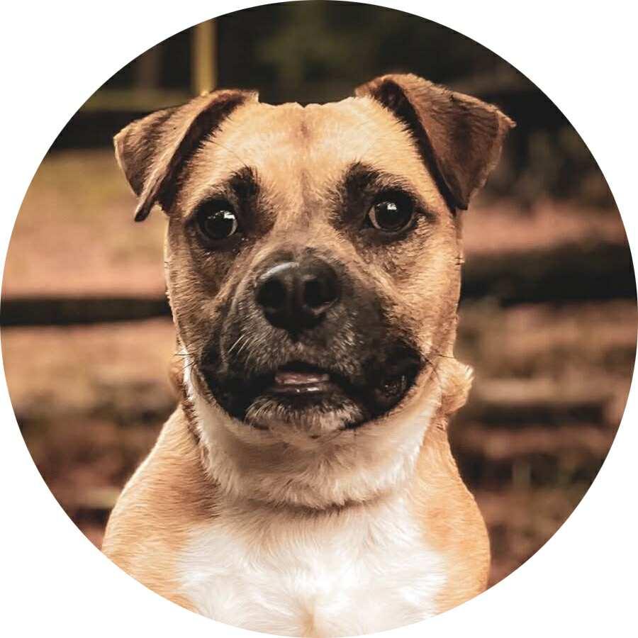 Enlarge Honey, a Adoptable mixed breed in Mount Holly, NJ image 1/6