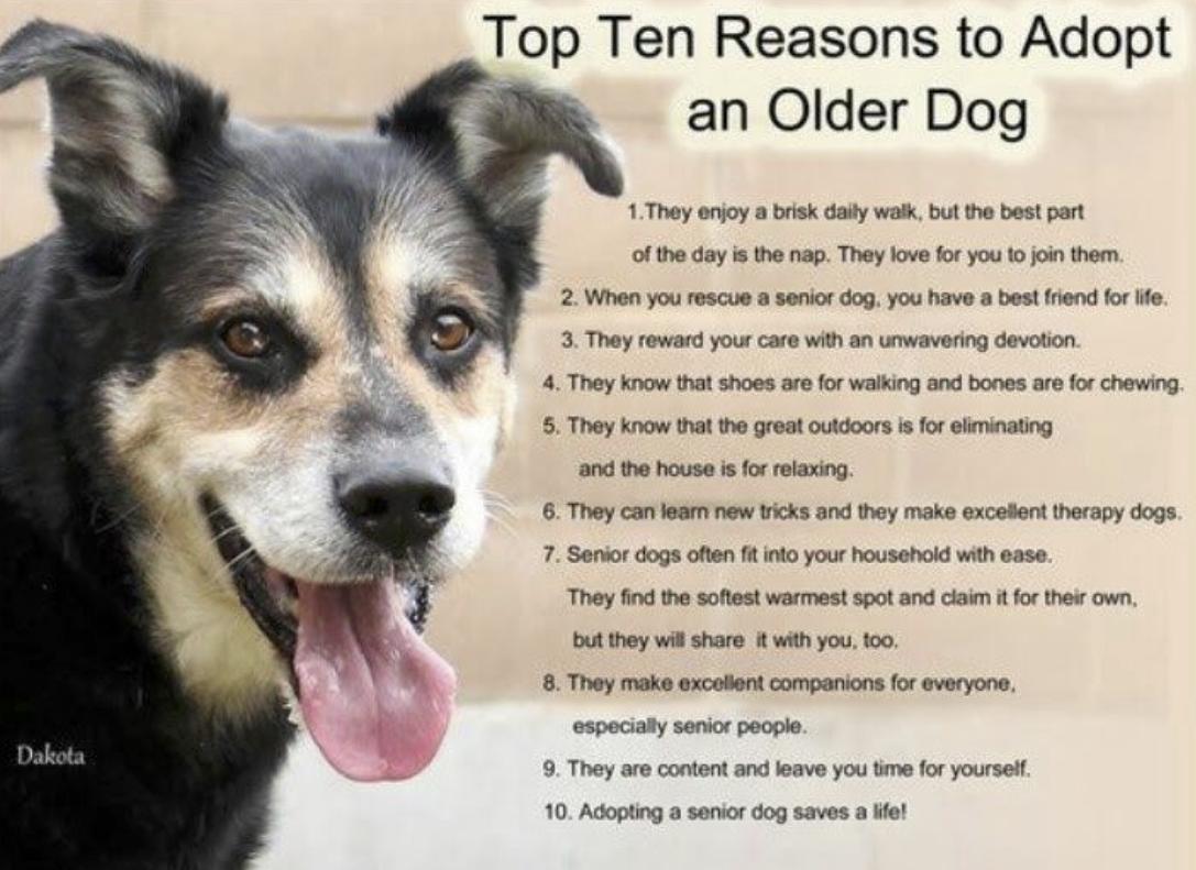 Honey, a Adoptable mixed breed in Mount Holly, NJ image 2/6