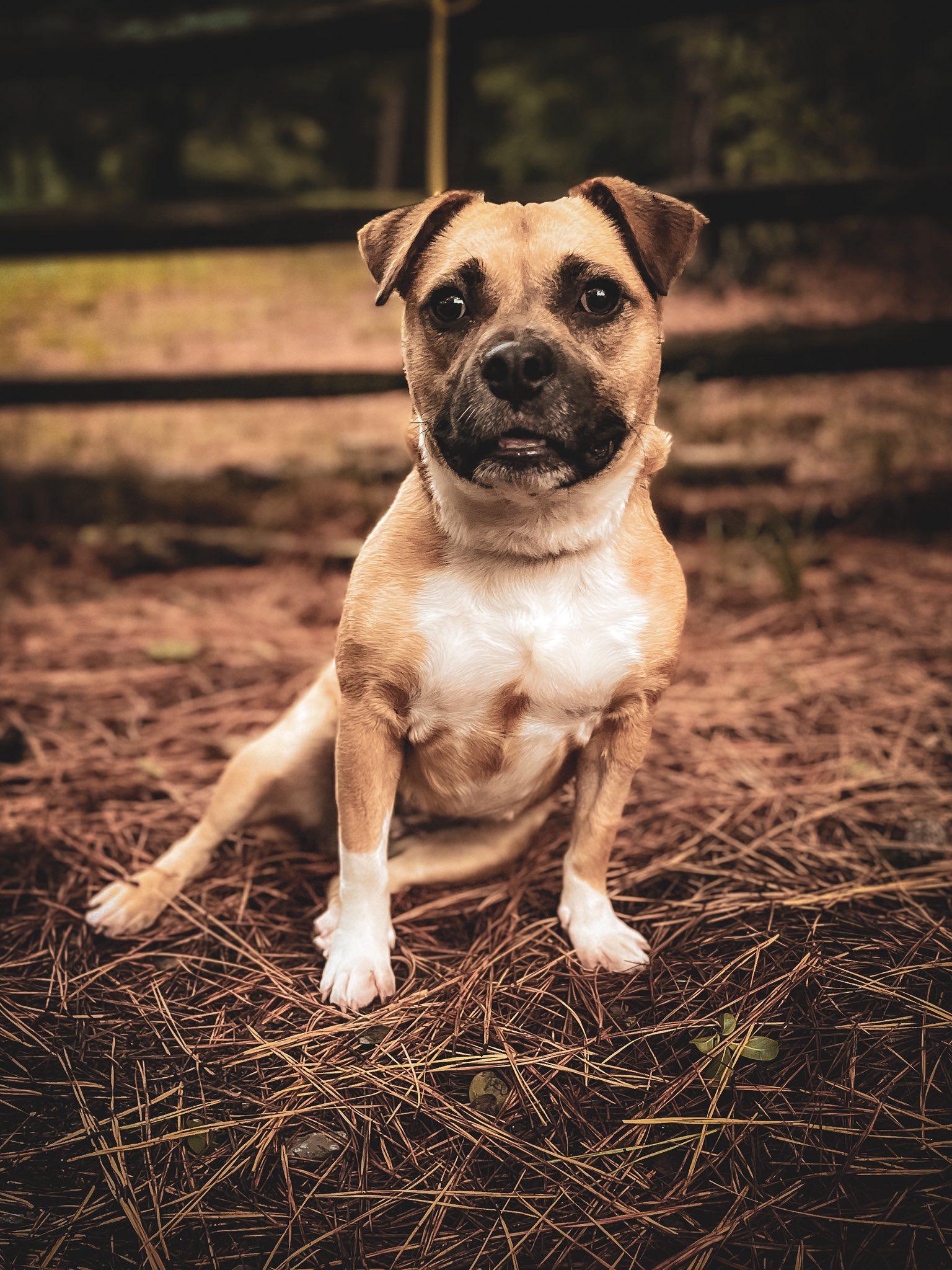 Honey, a Adoptable mixed breed in Mount Holly, NJ image 3/6
