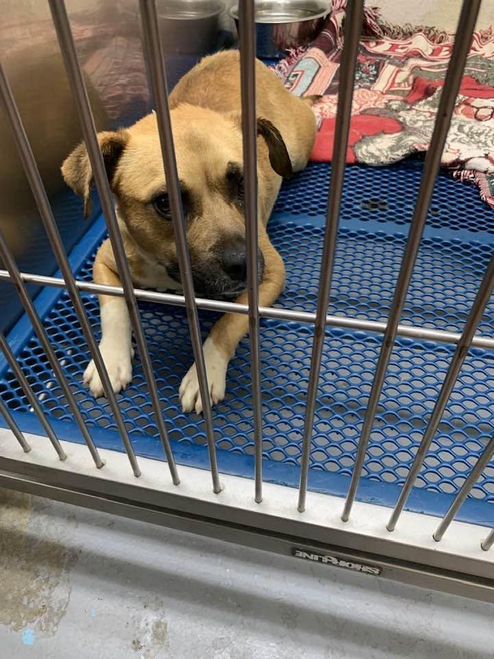 Honey, a Adoptable mixed breed in Mount Holly, NJ image 4/6