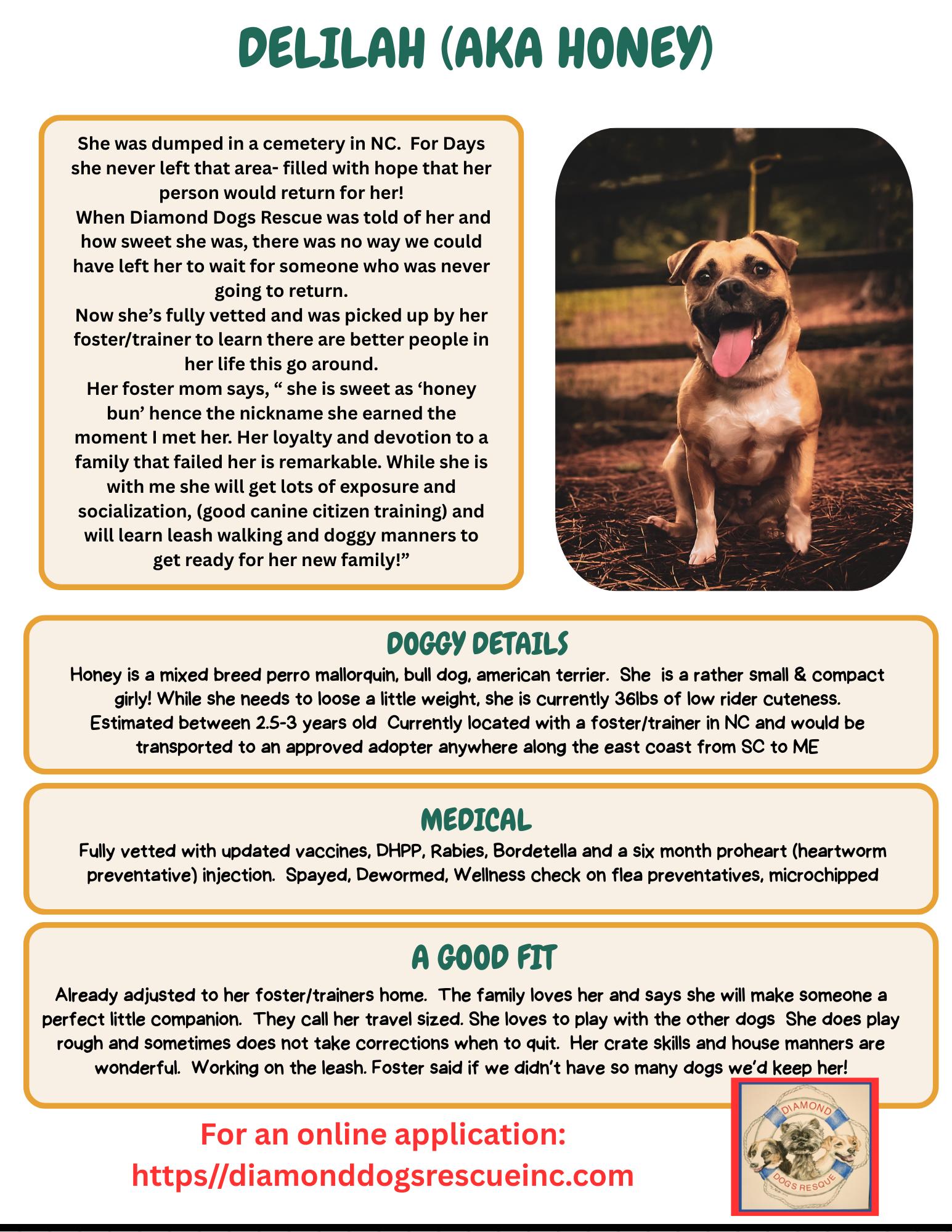 Honey, a Adoptable mixed breed in Mount Holly, NJ image 5/6