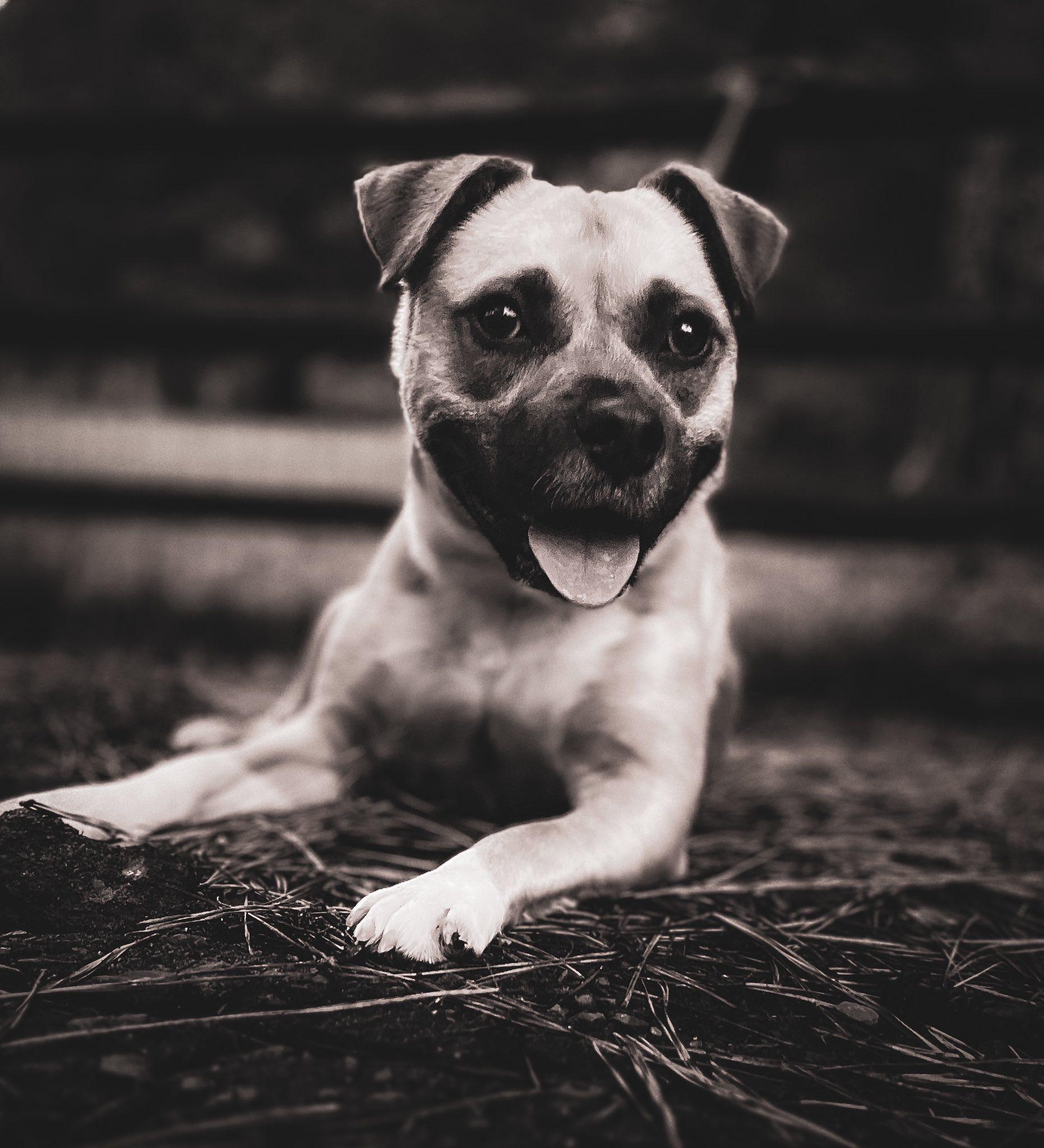 Honey, a Adoptable mixed breed in Mount Holly, NJ image 6/6