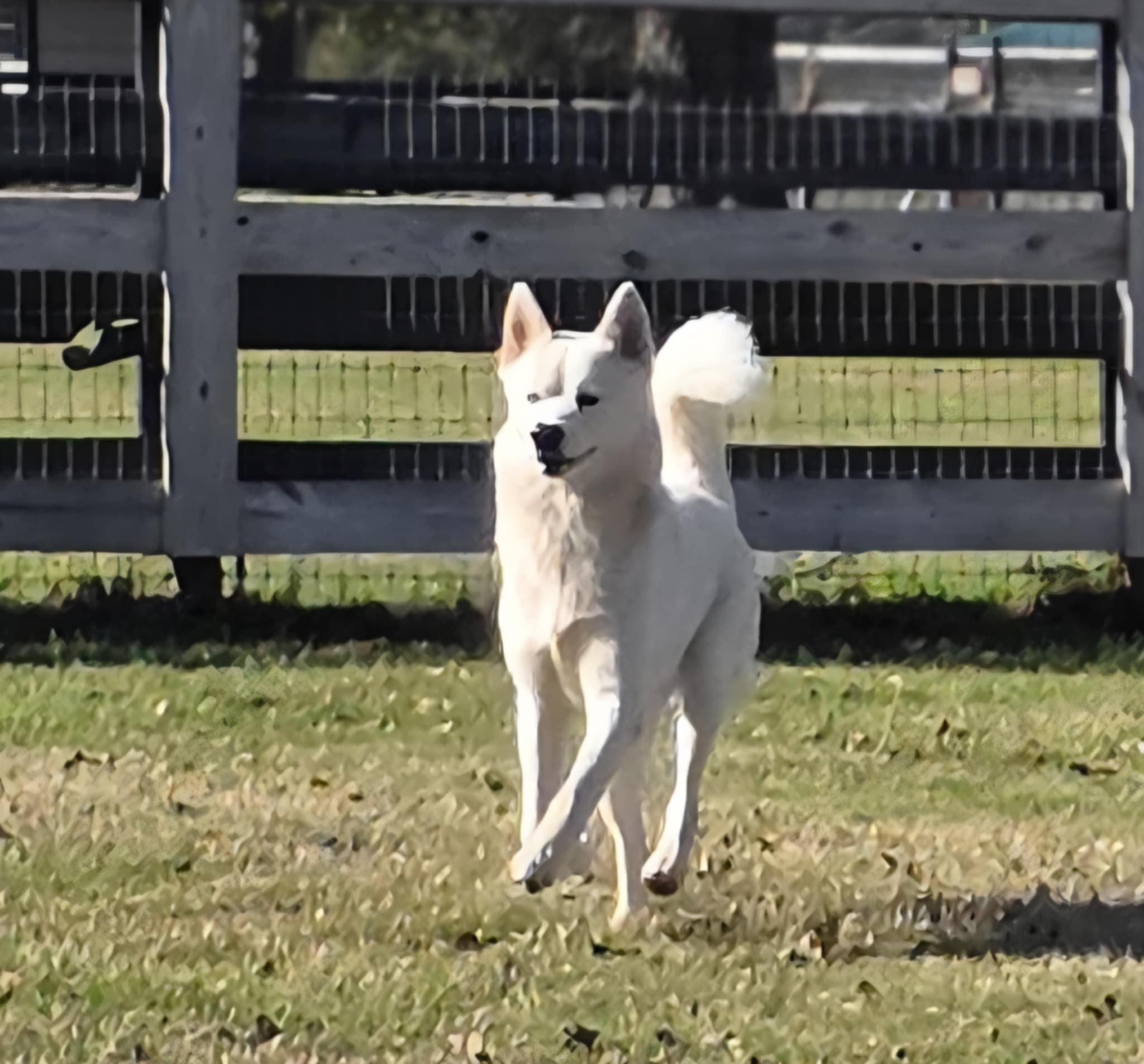 Enlarge Fenn, an adopted mixed breed in Staunton, VA image 1/3