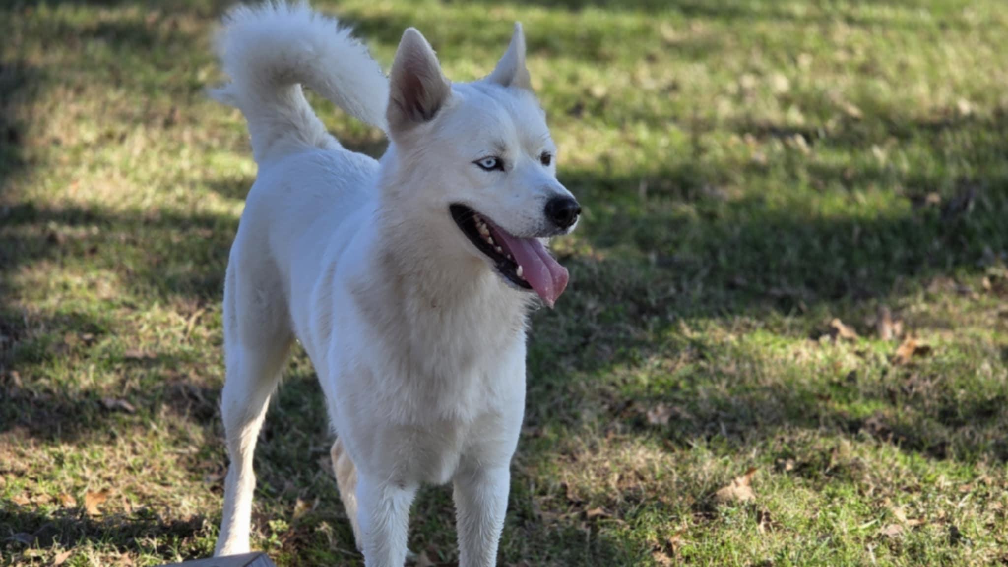 Enlarge Fenn, an adopted mixed breed in Staunton, VA image 2/3