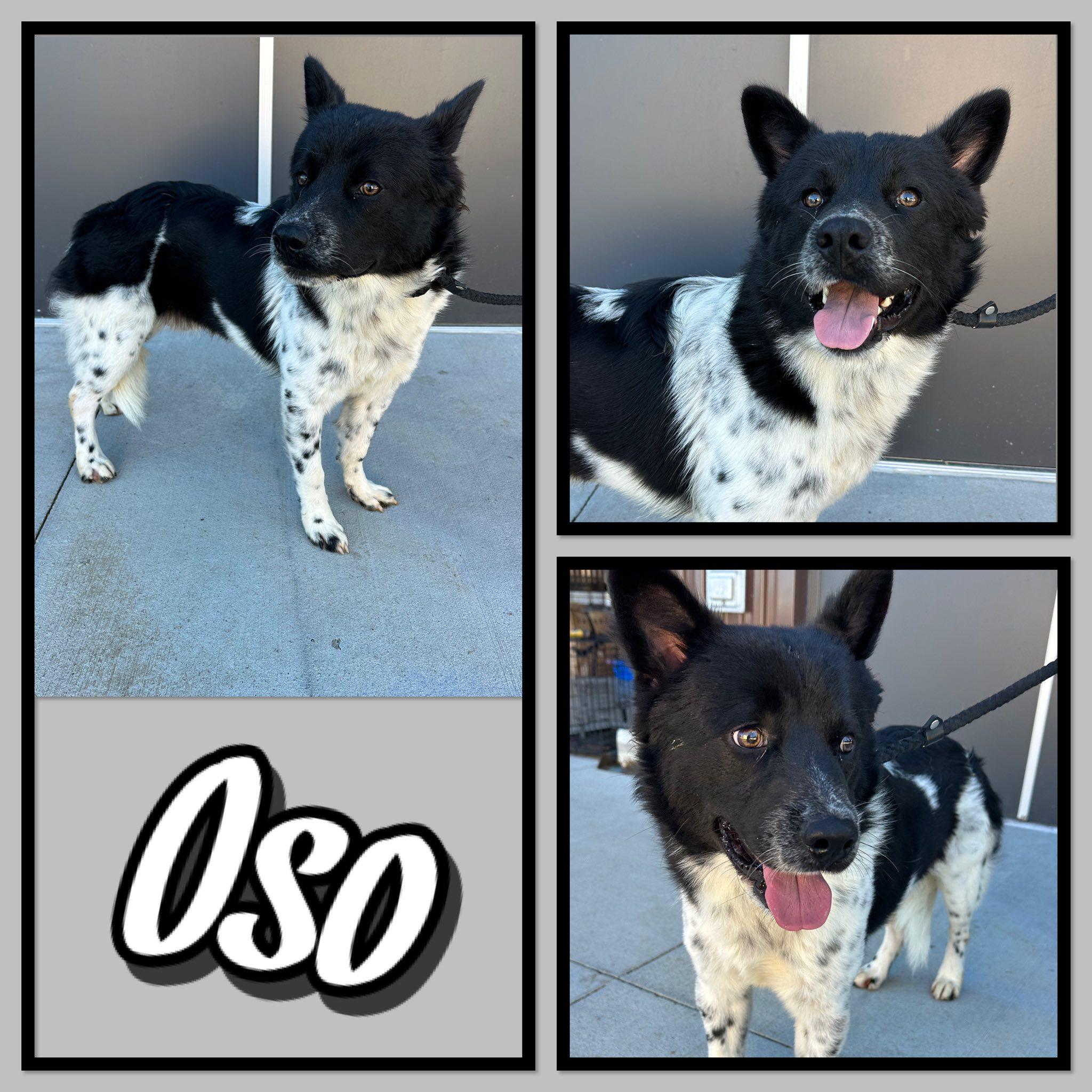 Enlarge Oso, an adopted mixed breed in Seagoville, TX image 1/1