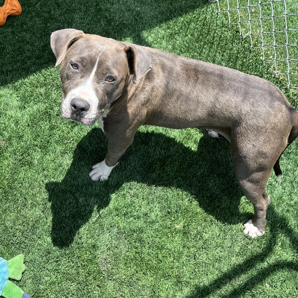 Nova, a Adoptable Pit Bull Terrier in Richmond Hill, GA image 1/6
