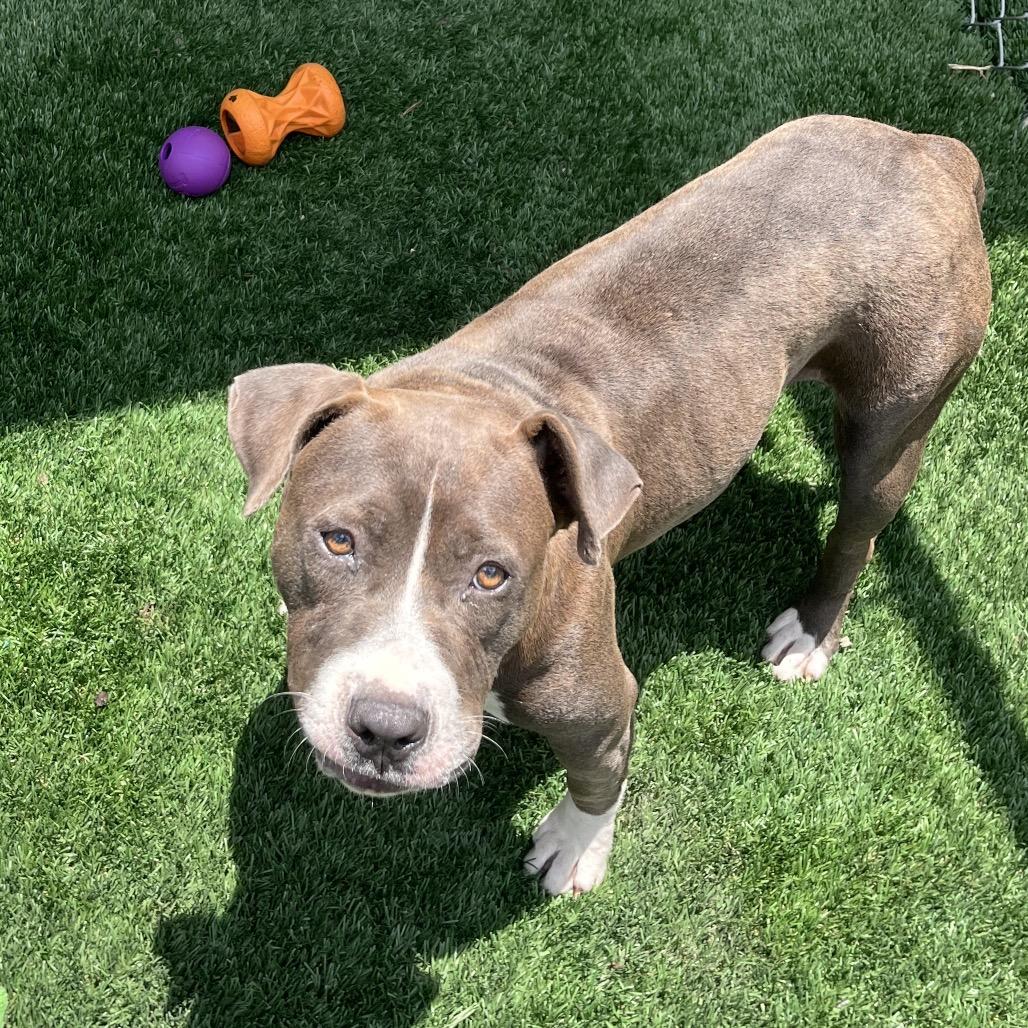 Nova, a Adoptable Pit Bull Terrier in Richmond Hill, GA image 2/6