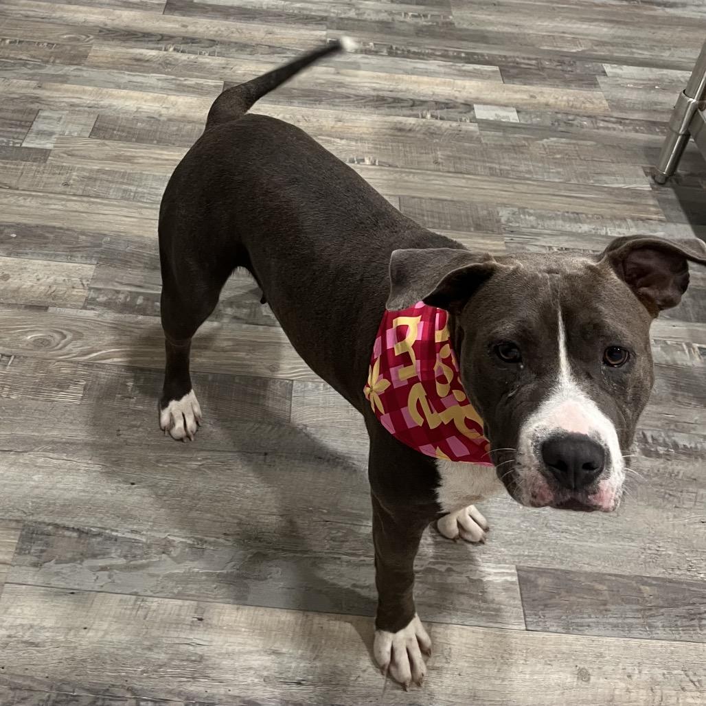 Nova, a Adoptable Pit Bull Terrier in Richmond Hill, GA image 3/6